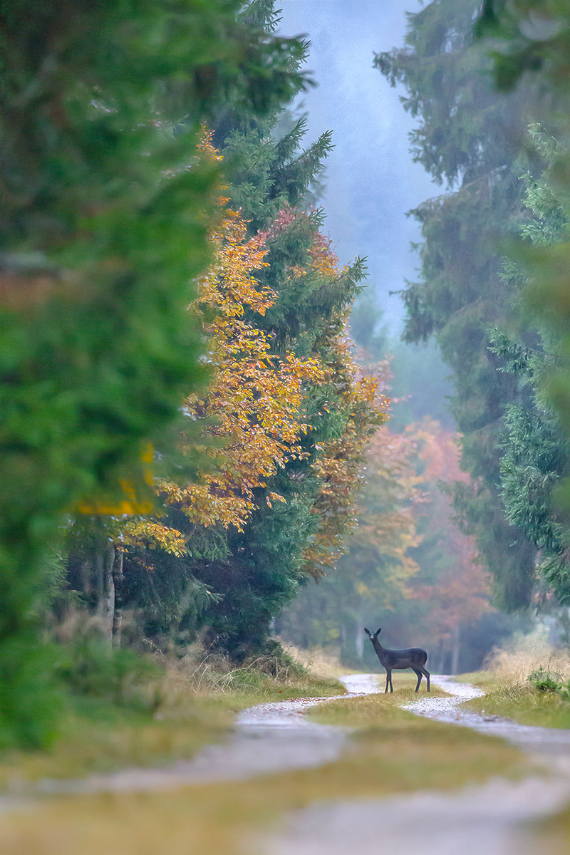 The Path of the Deer