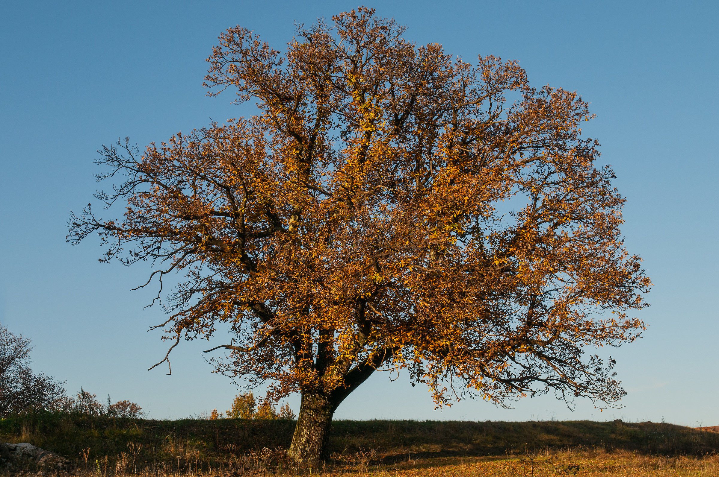 Autumn: the lone tree