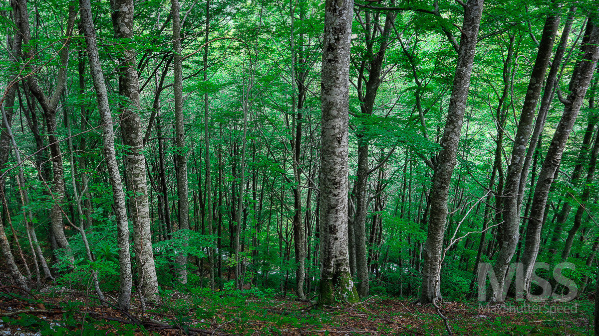 Bosco - Gorges dell'Infernaccio
