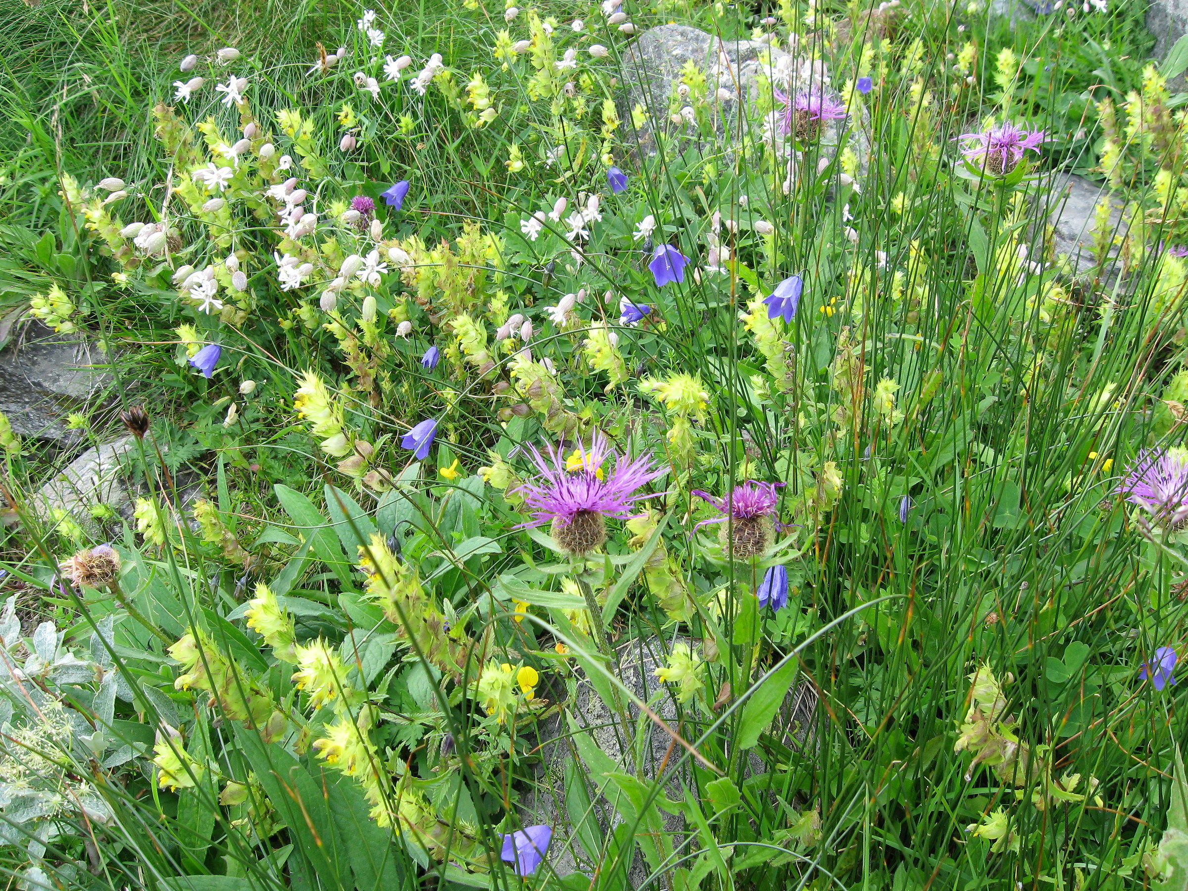 Flowers alpine pastures in Valsesia -
