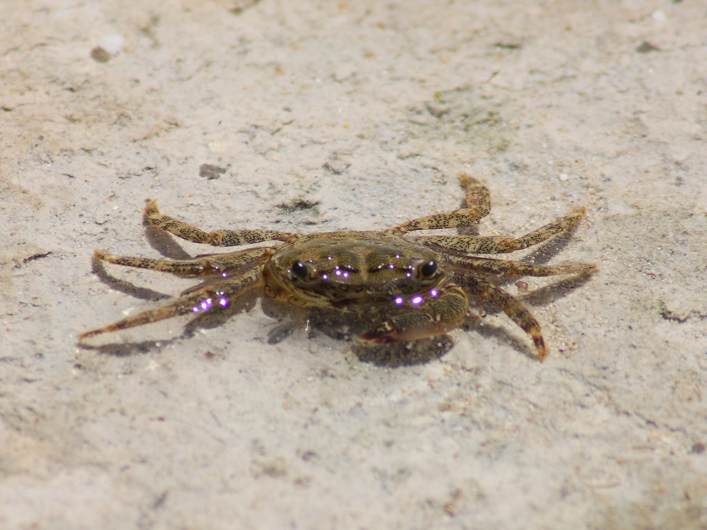Crab cliffs of Puglia