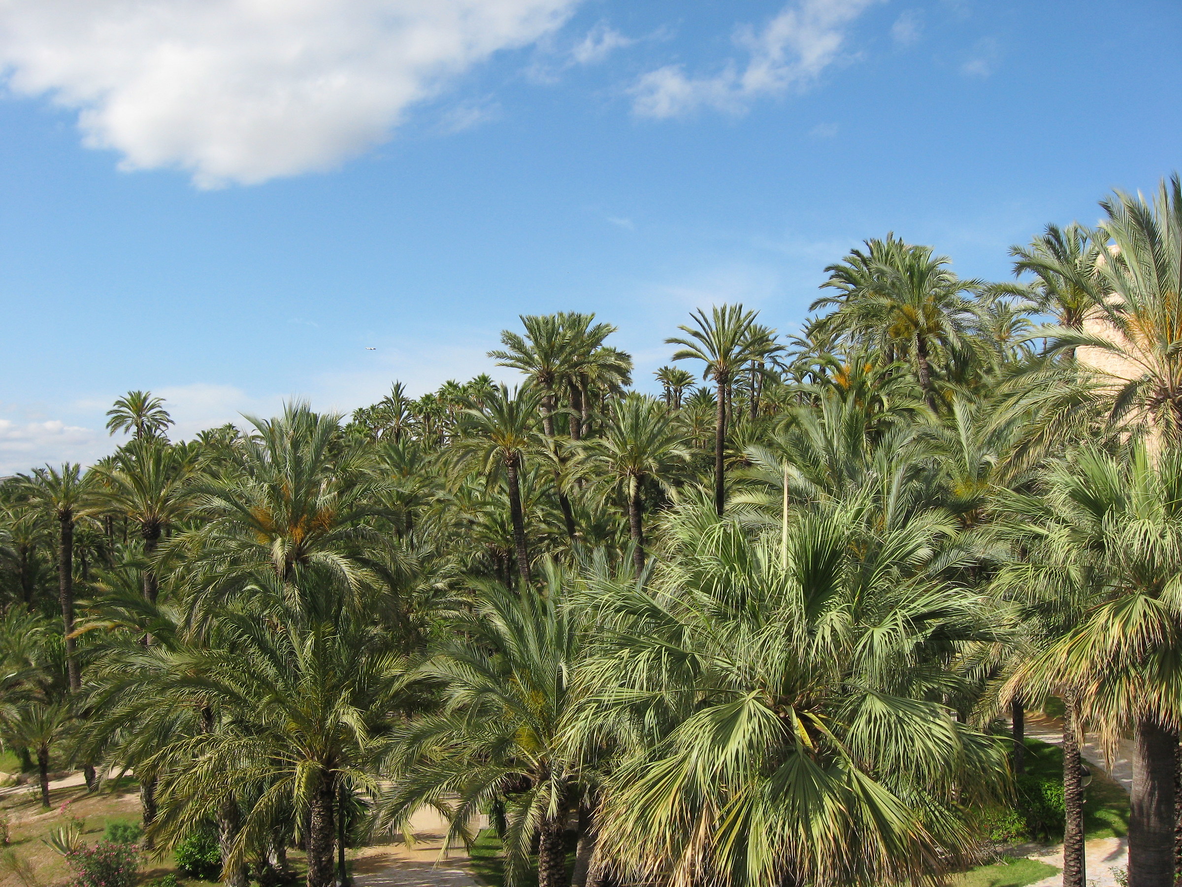 Huerto del Cura a Elx