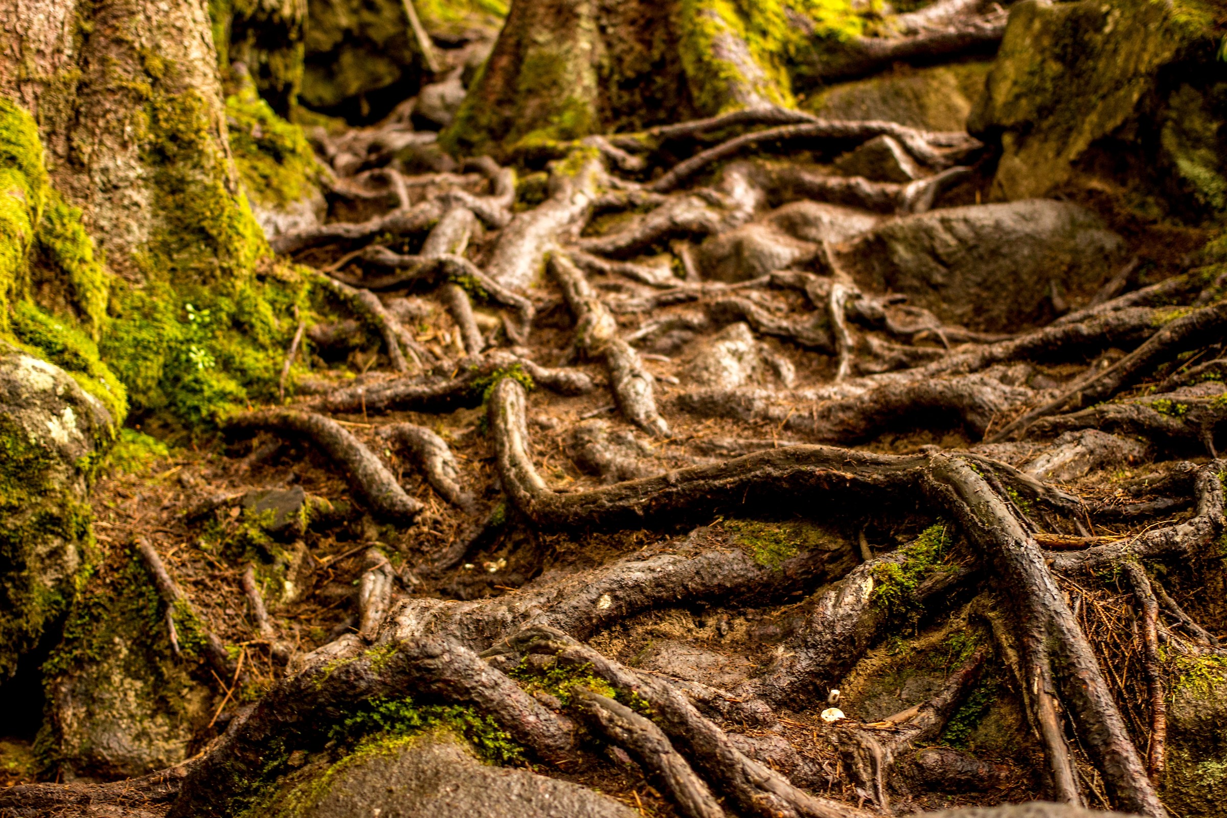 Natura aggrovigliata