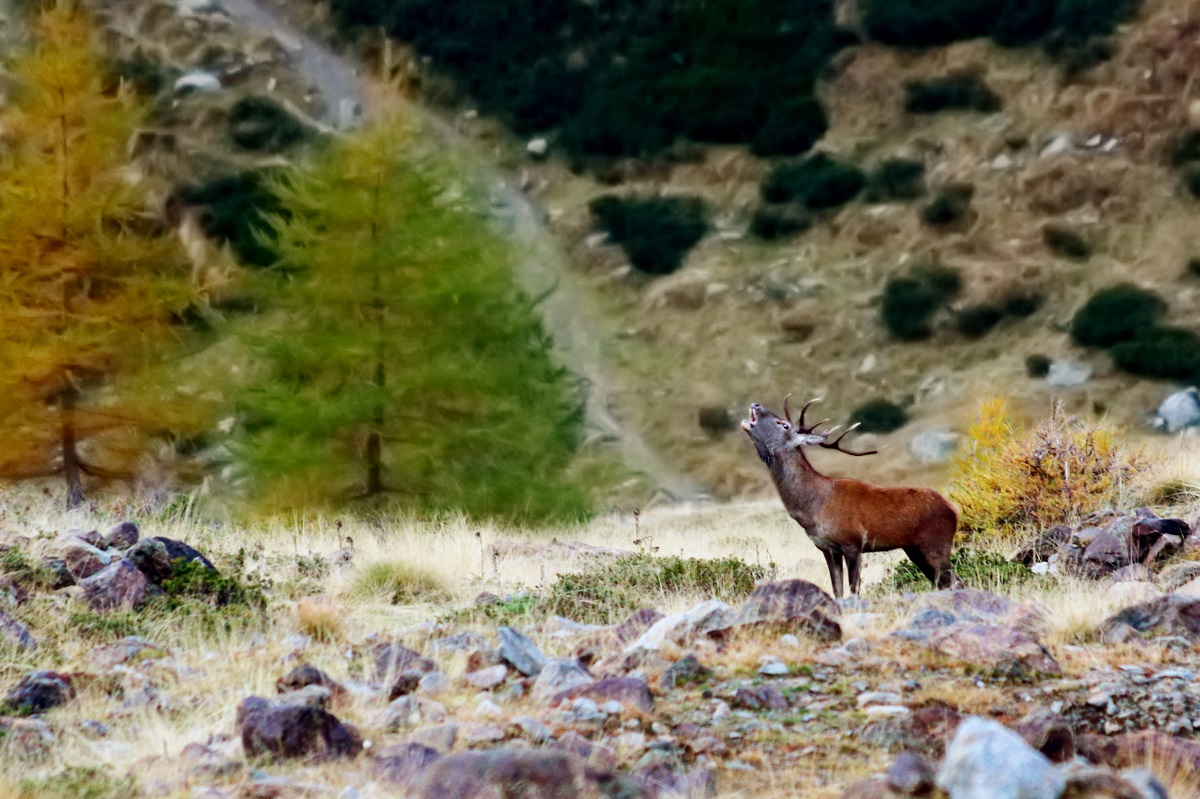 Il bramito del cervo