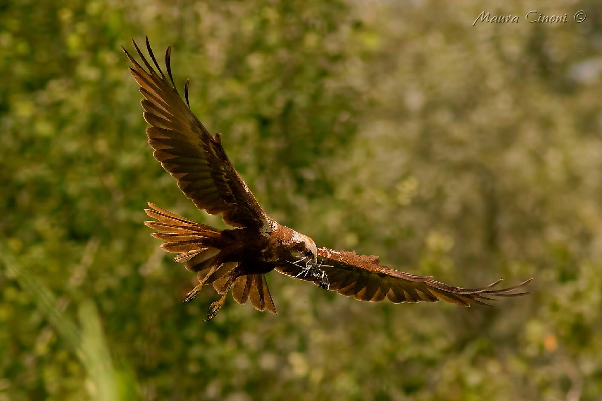 Marsh Harrier female