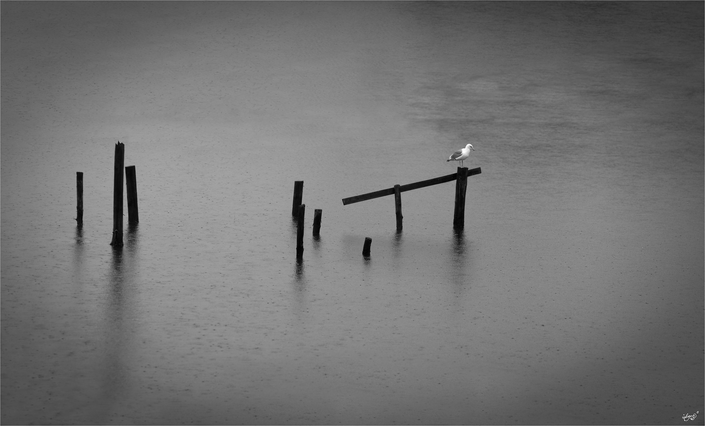 Gabbiano sotto la pioggia