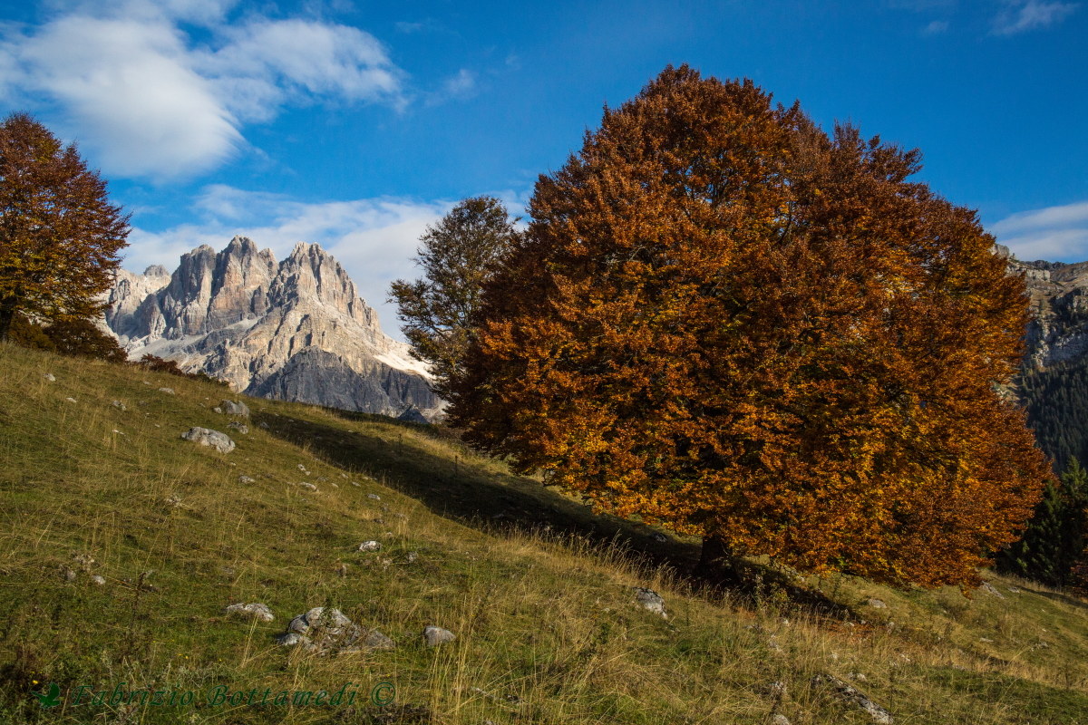 Il faggio e le dolomiti