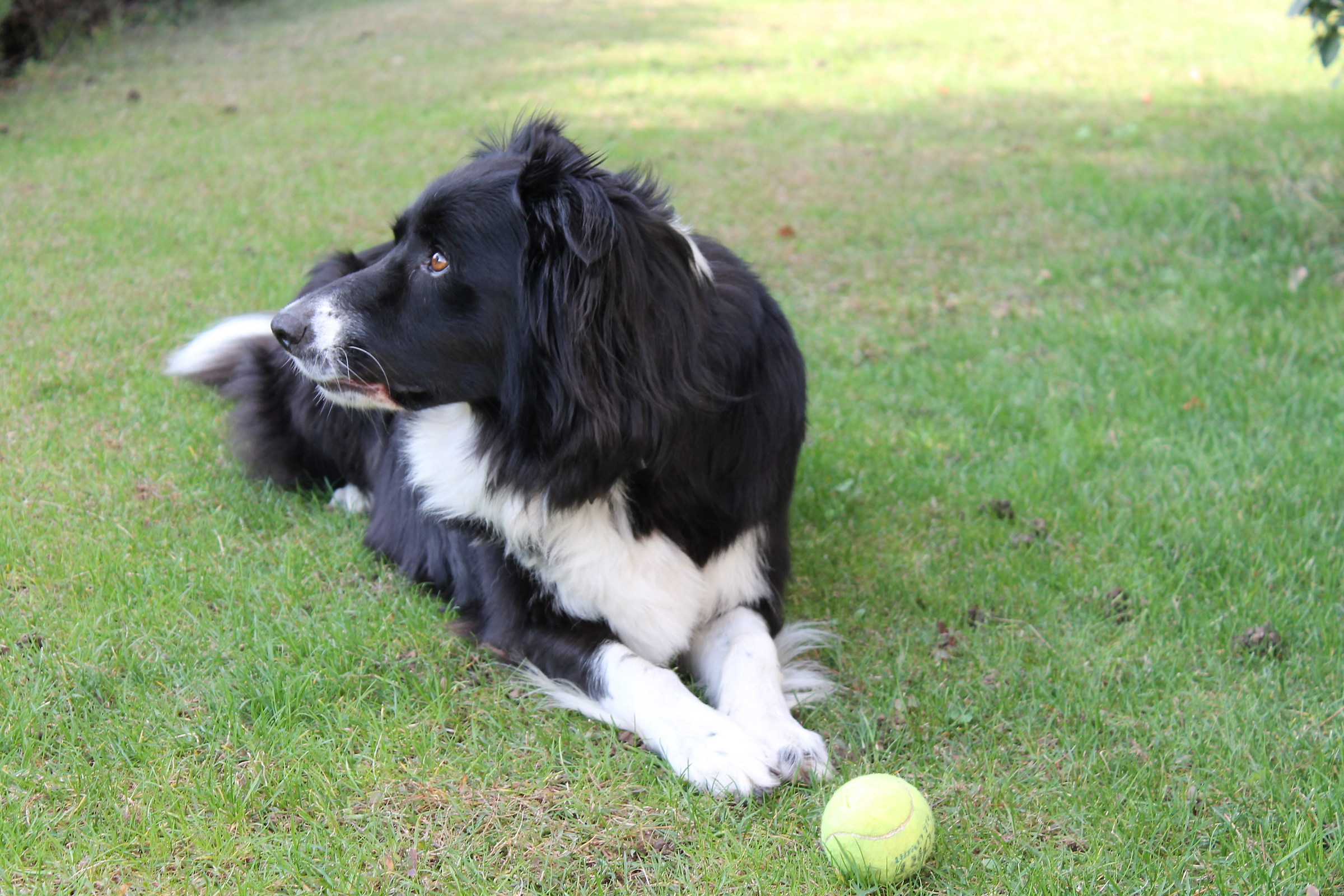 Otis with the ubiquitous tennis ball
