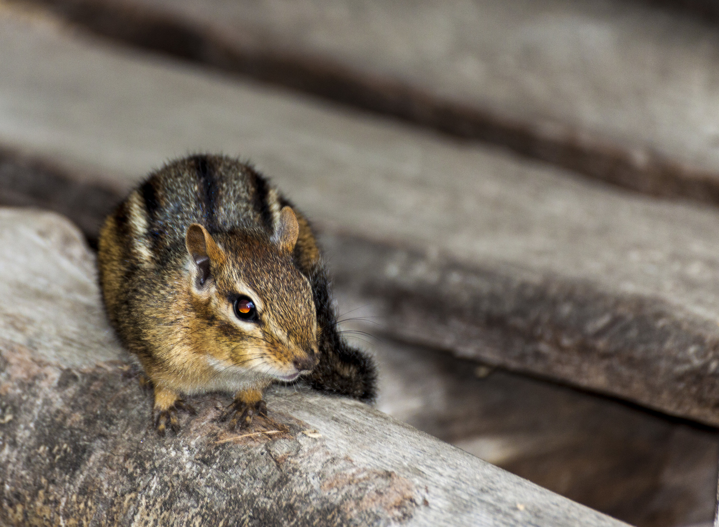 chipmunk o scoiattolo giapponese