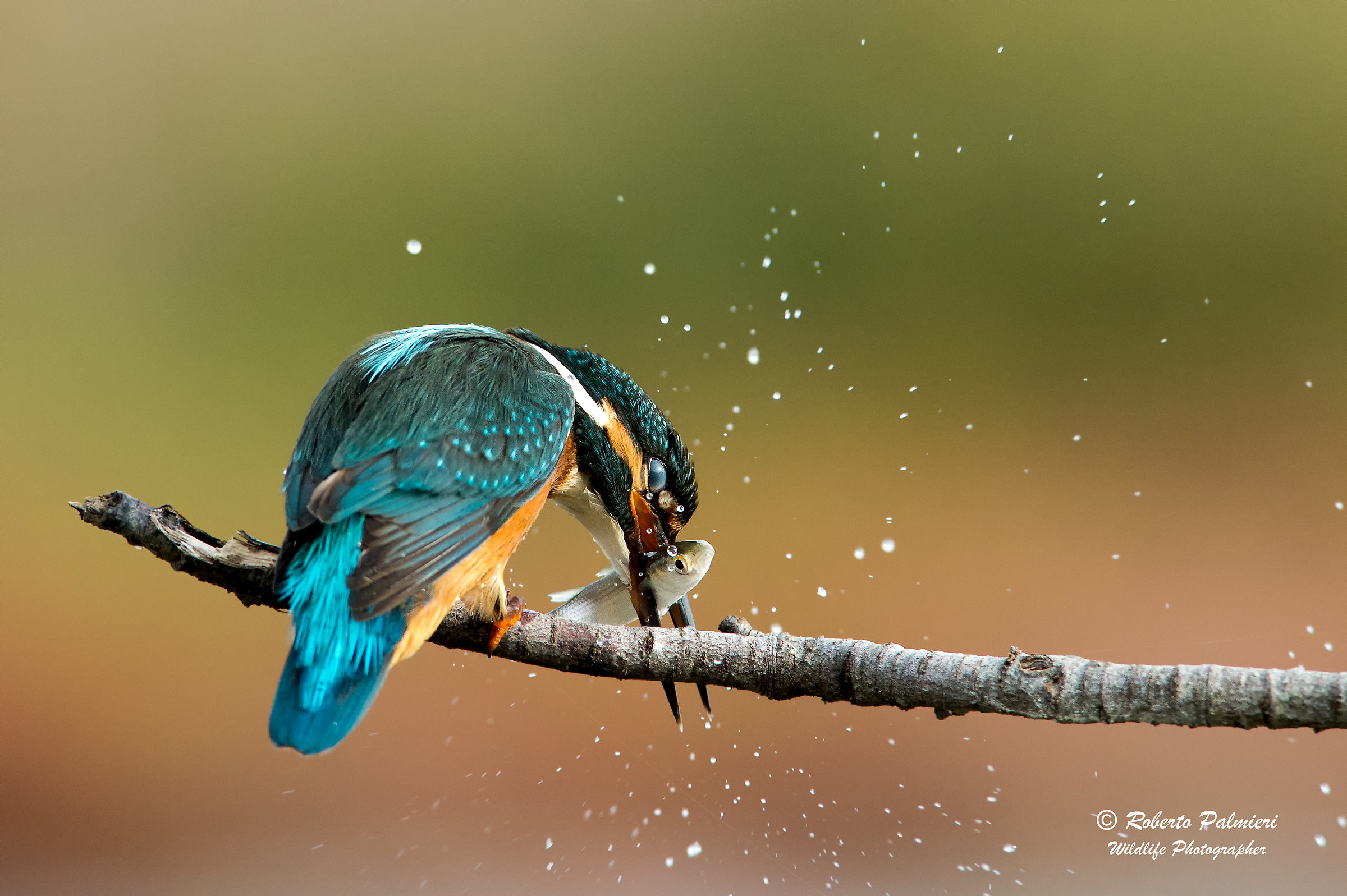 MartinPescatore with prey (Alcedo atthis)