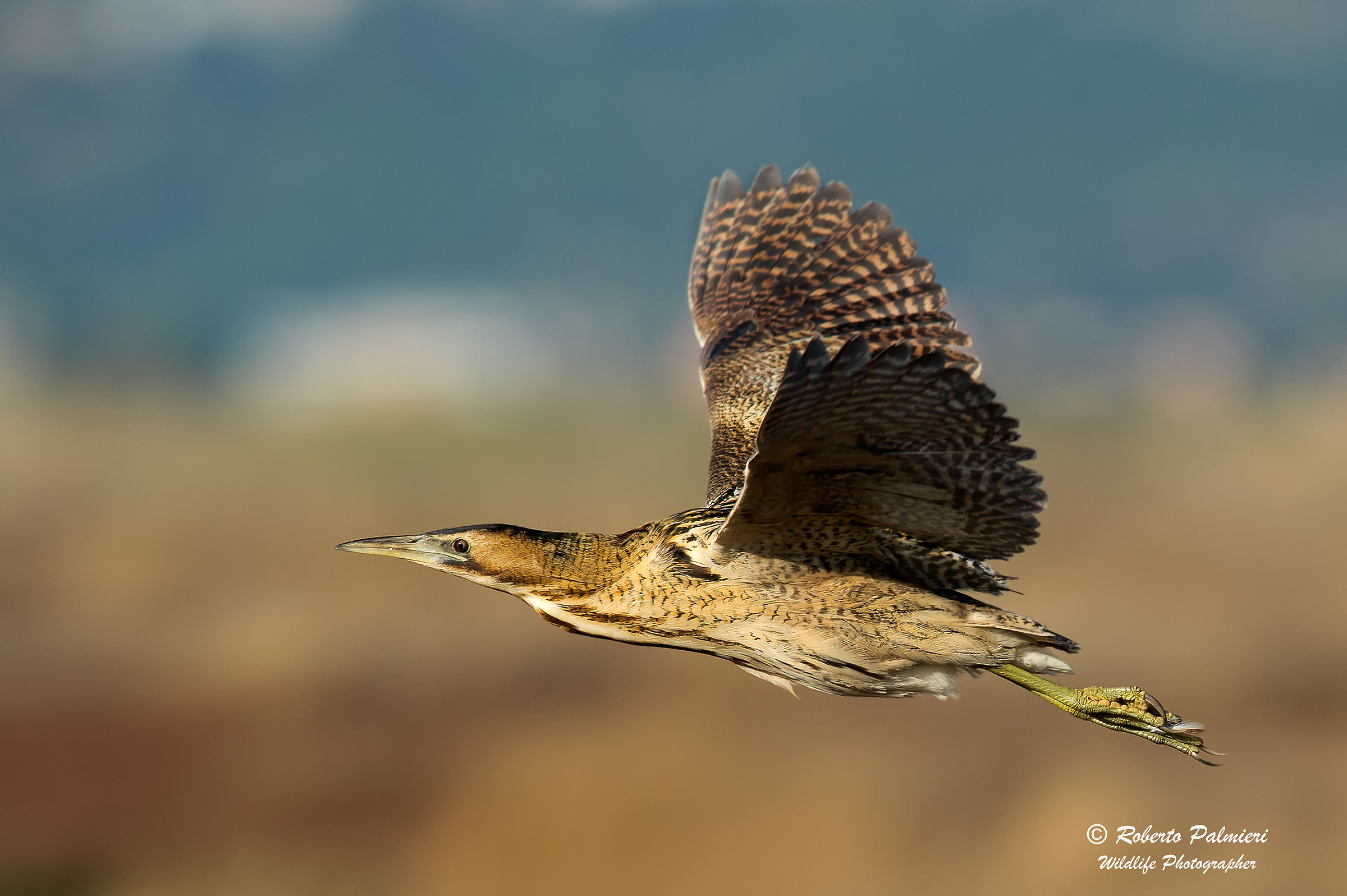Bittern in flight (Botaurus Stellaris)