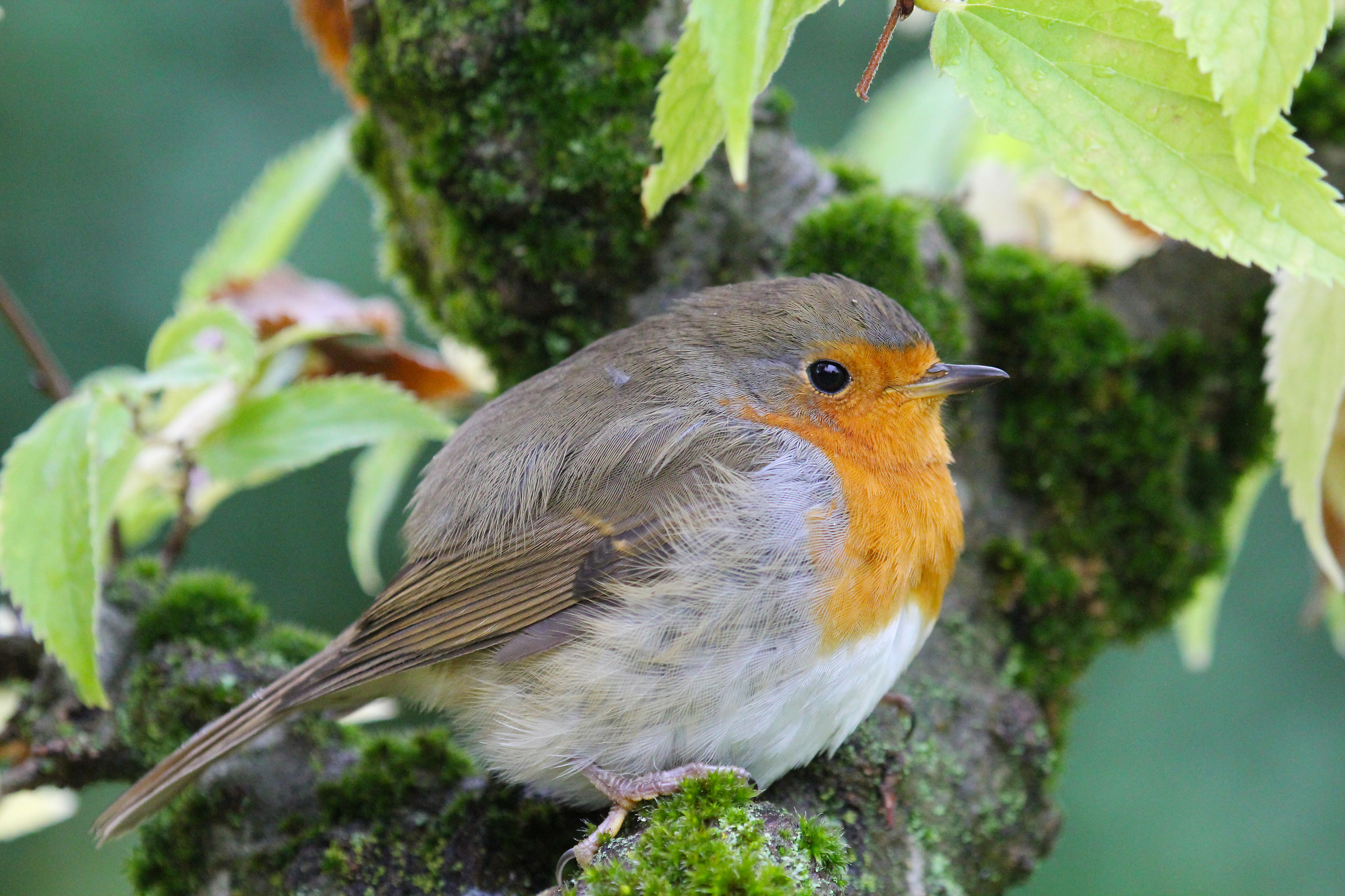 Robin in a rainy day