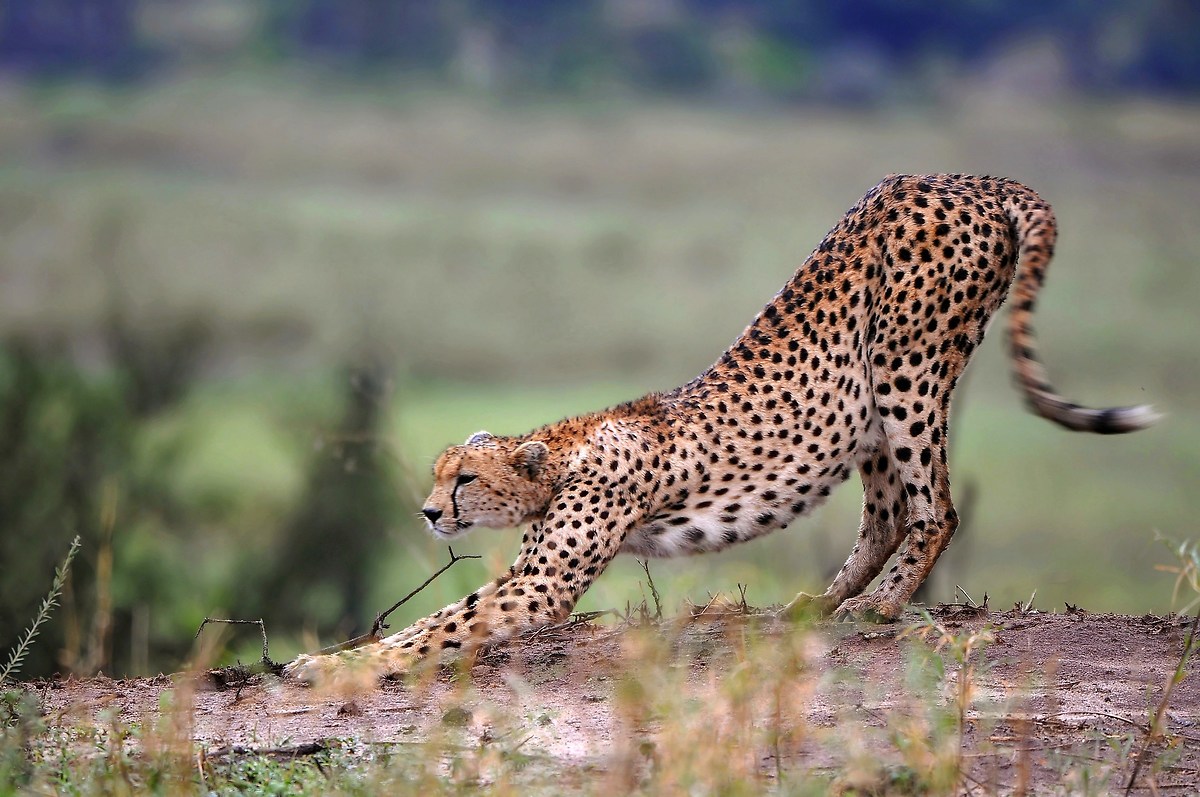 The sting in the tail