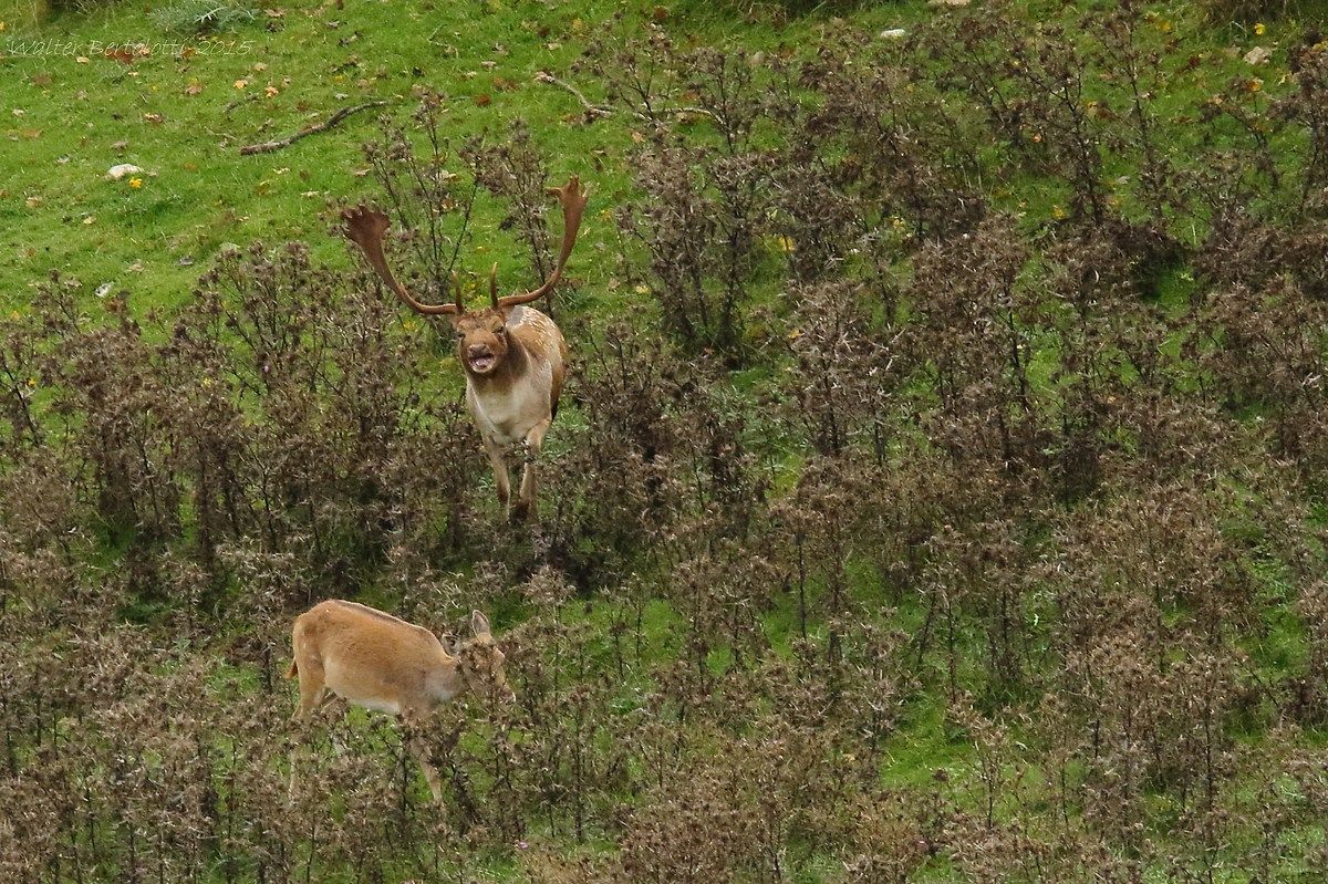 the roar of the deer
