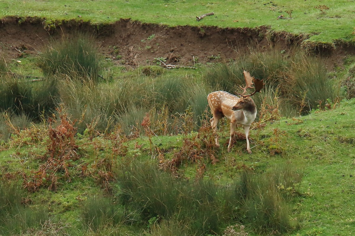 control of the harem