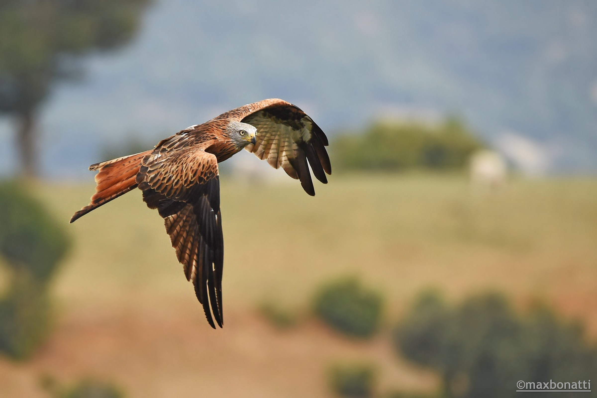many colors. Red Kite.