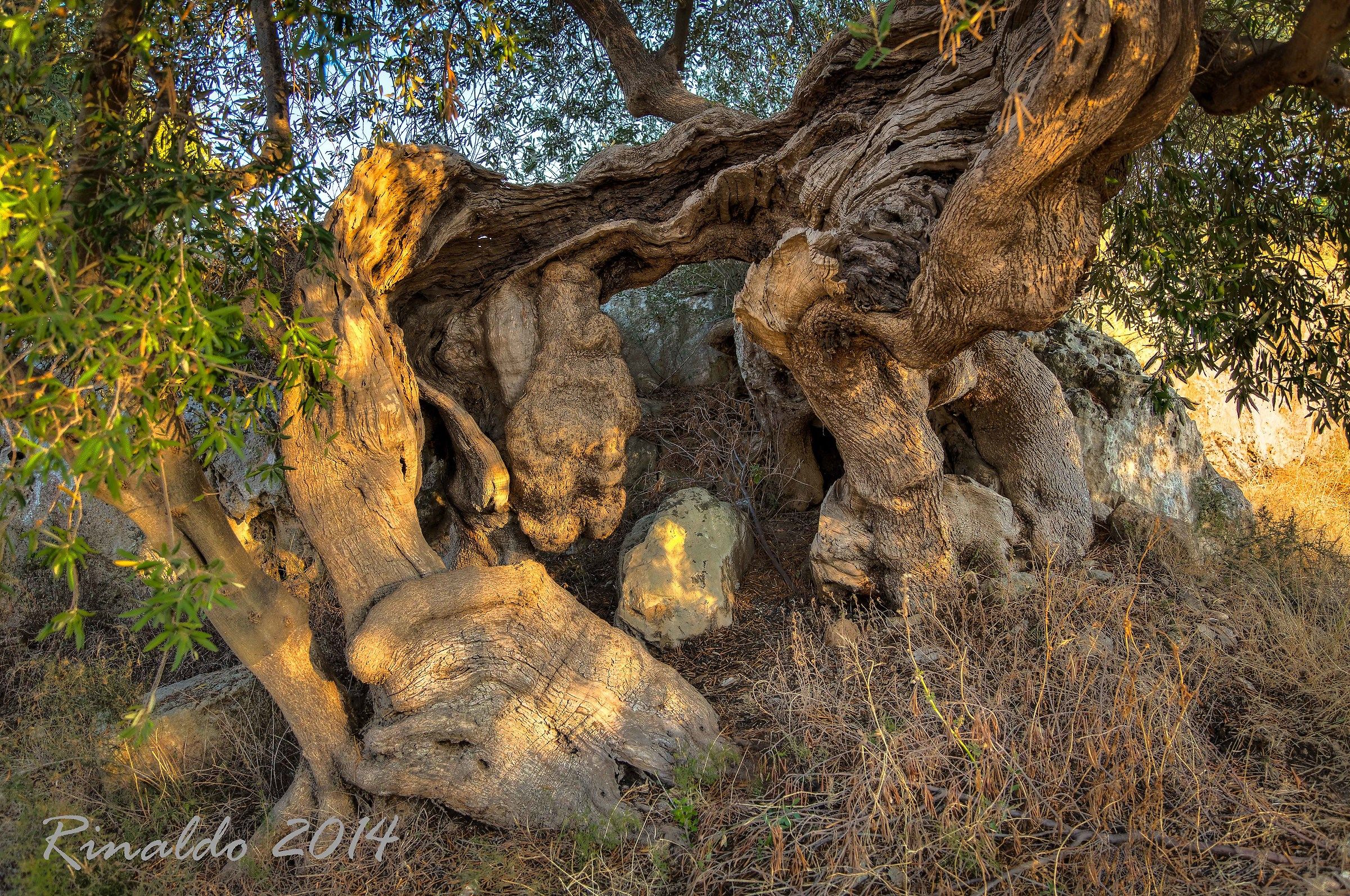 A masterpiece of nature