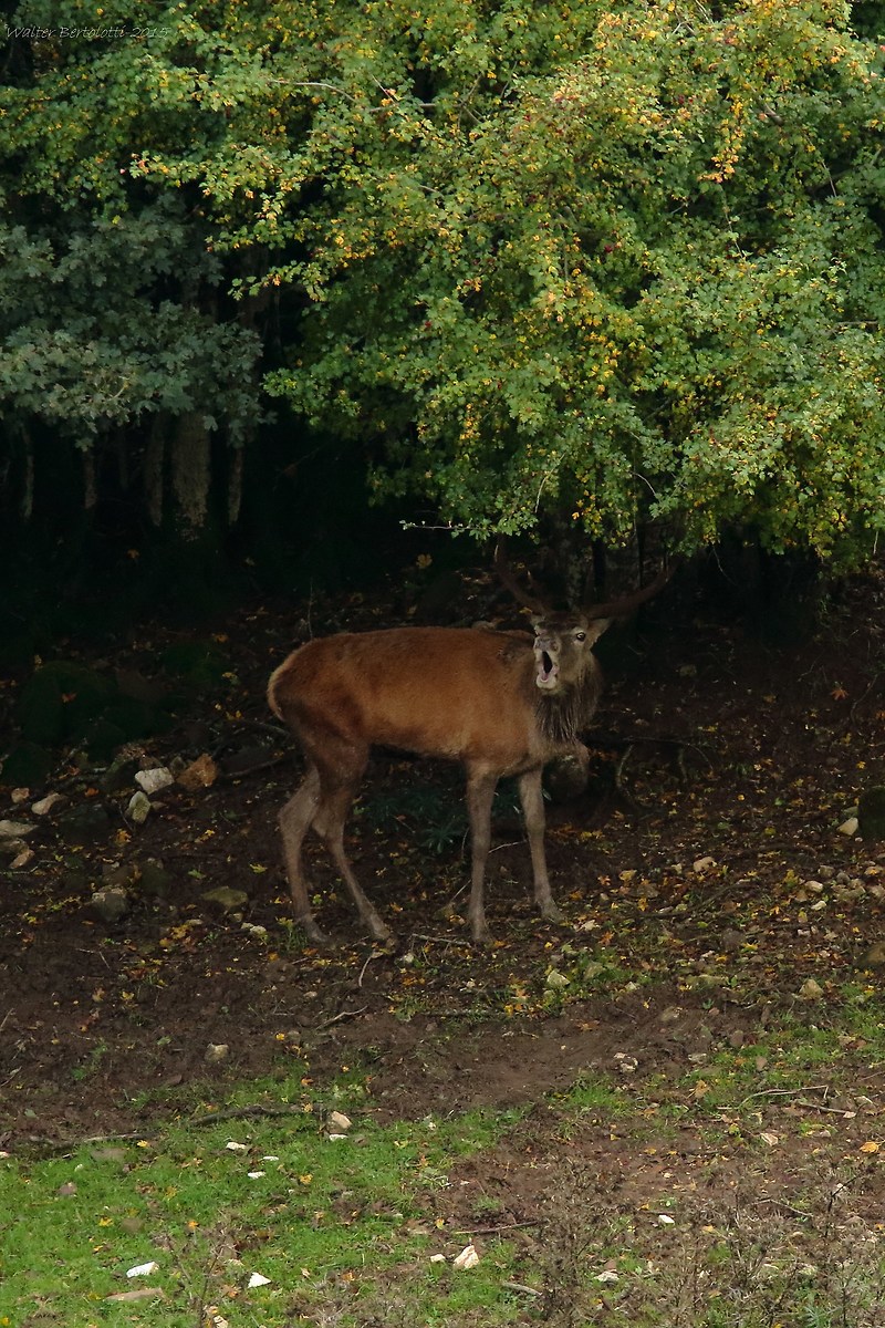 the voice of the King