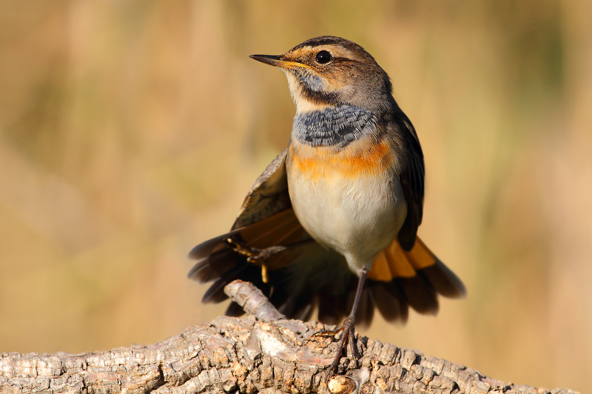 bluethroat