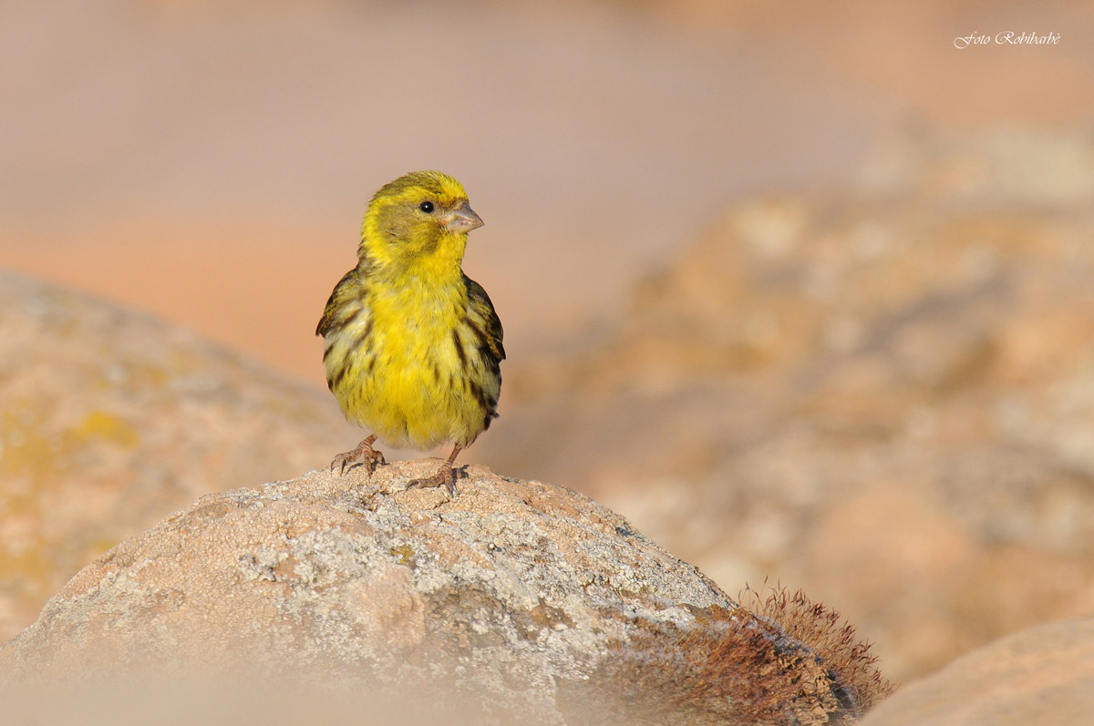 Verzellino...alle prime luci del giorno...