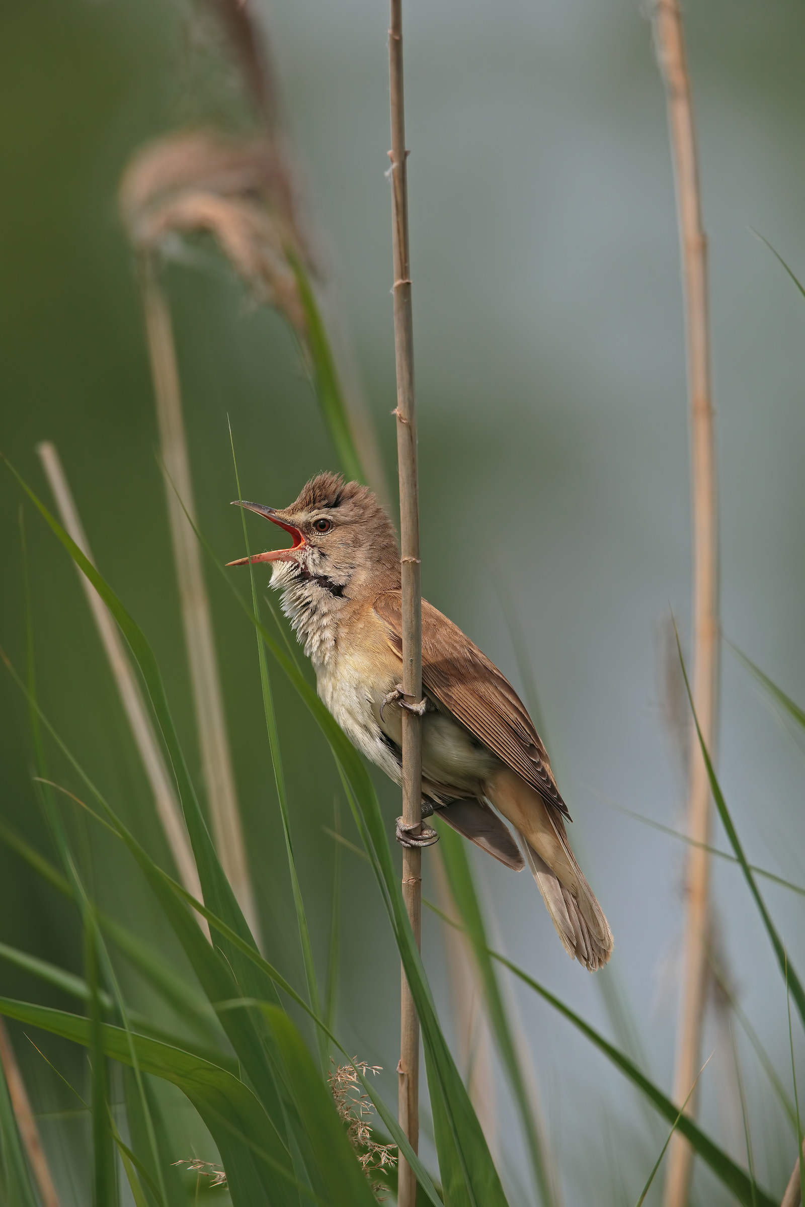 prova in HD spinto-da leggere didascalia-