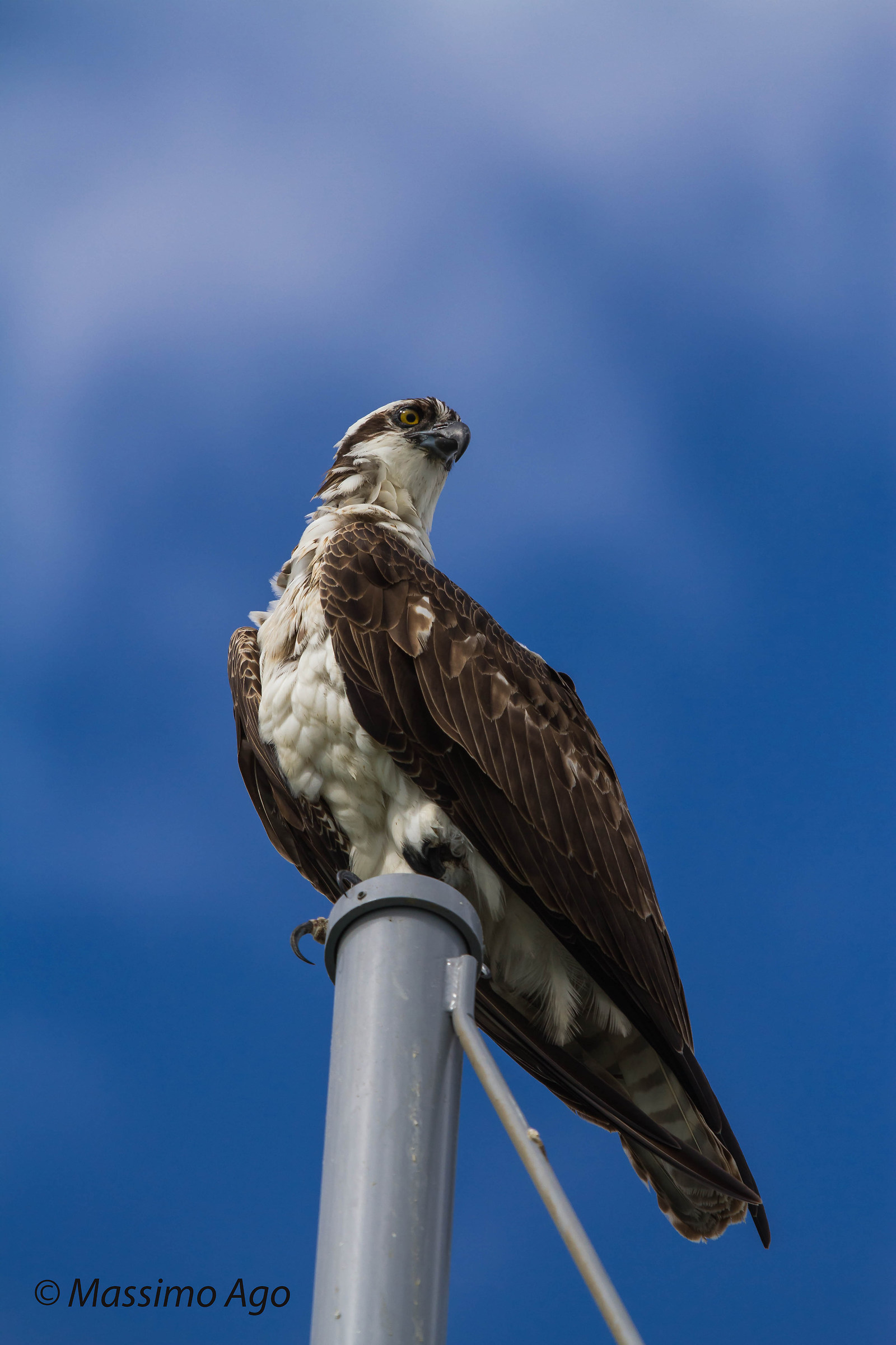 Osprey