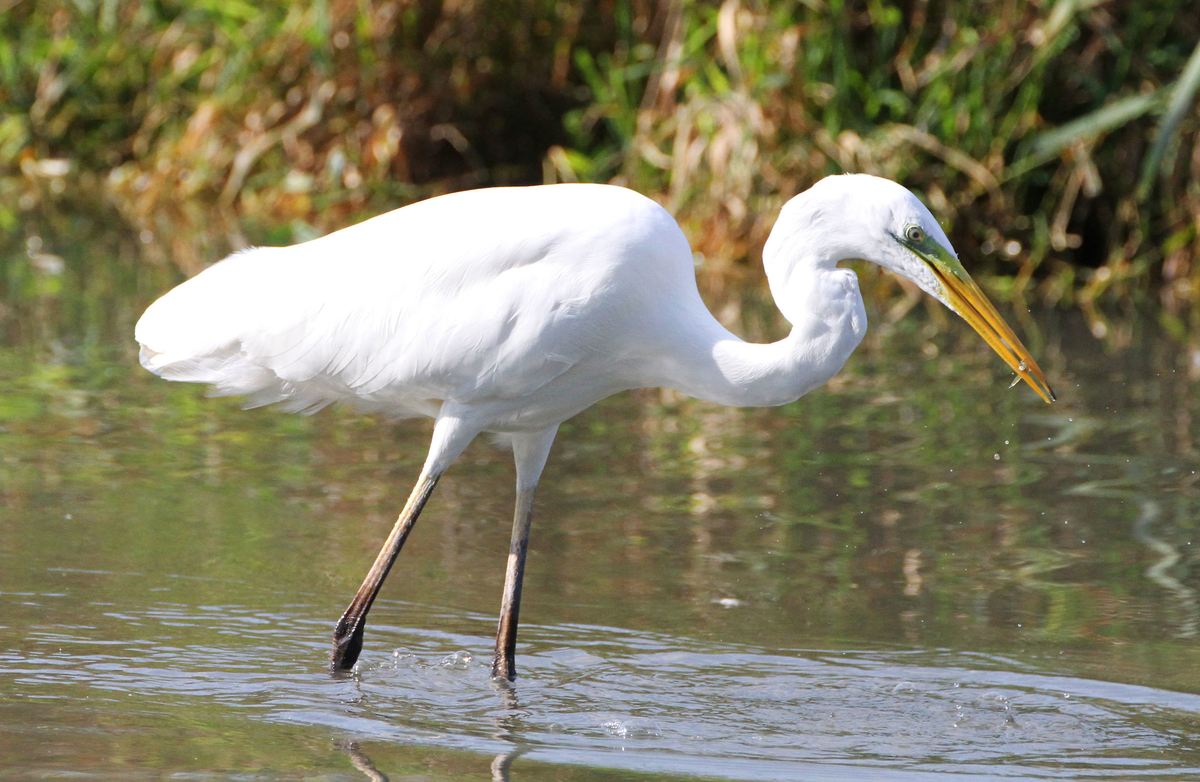 Great Egret