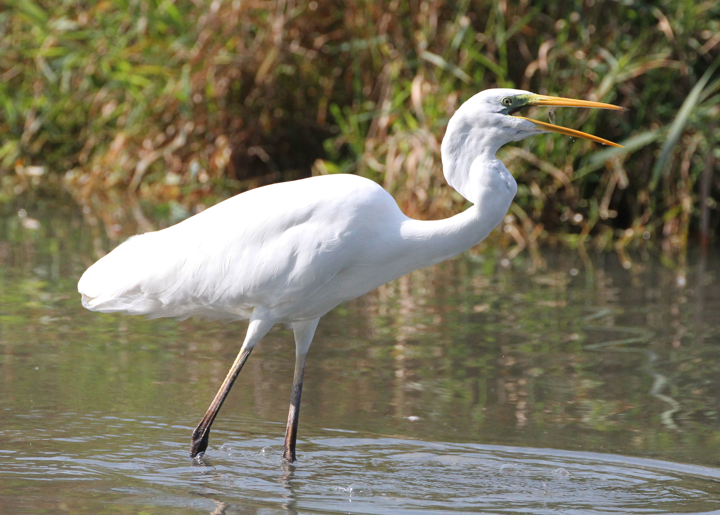 Great Egret