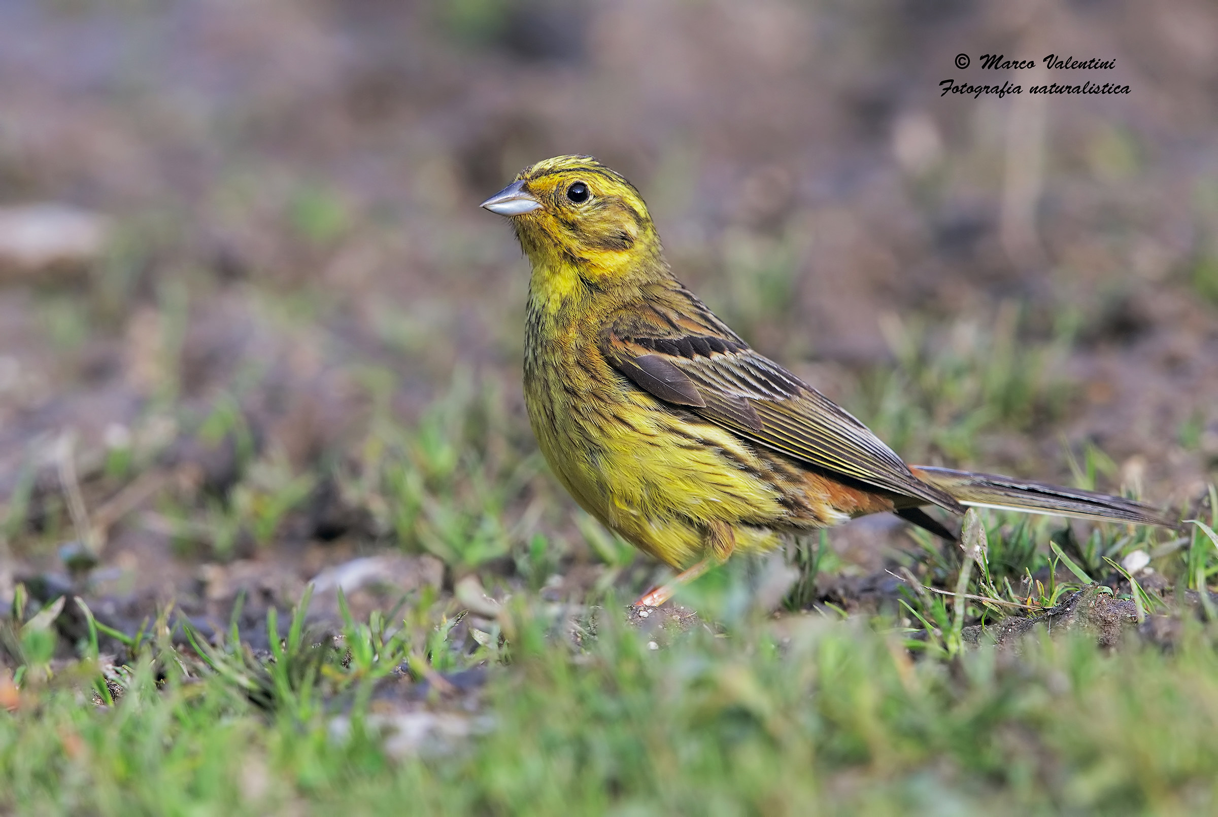Yellowhammer