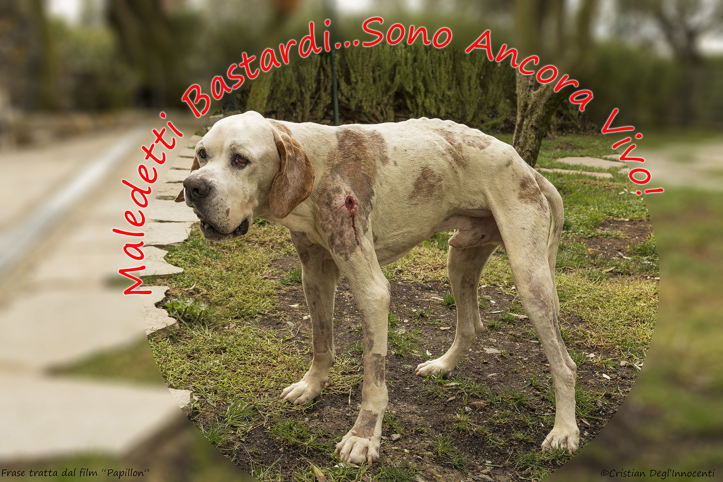 Damn bastards ... I'm still Alive !!!