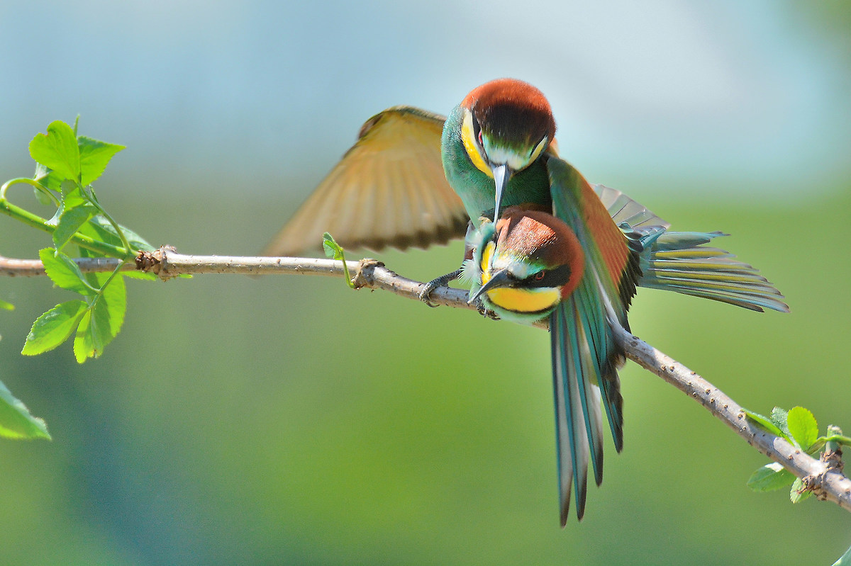 gruccioni accoppiamento