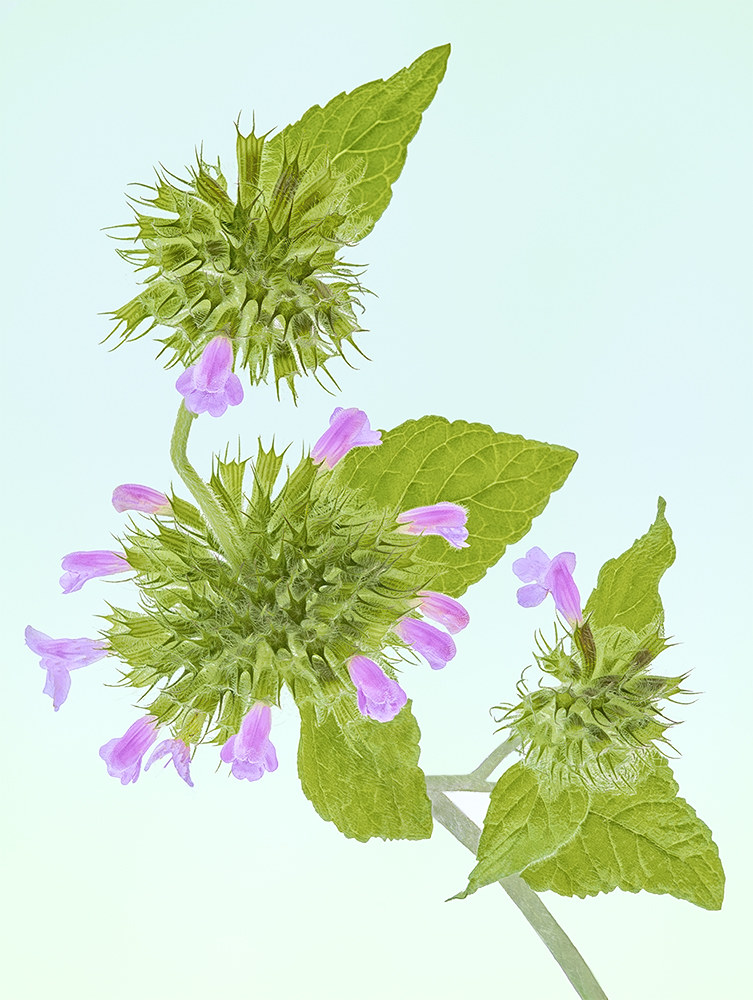 An elegant wildflower