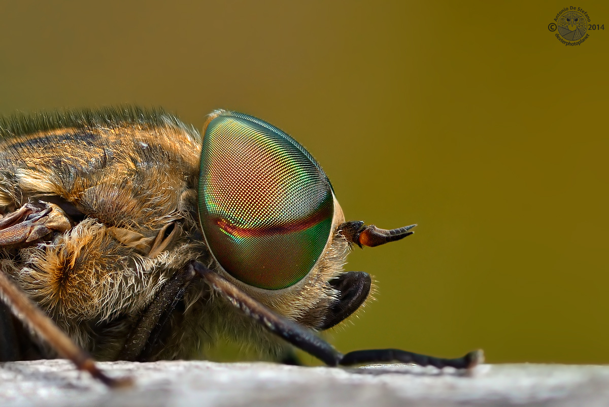 The fly