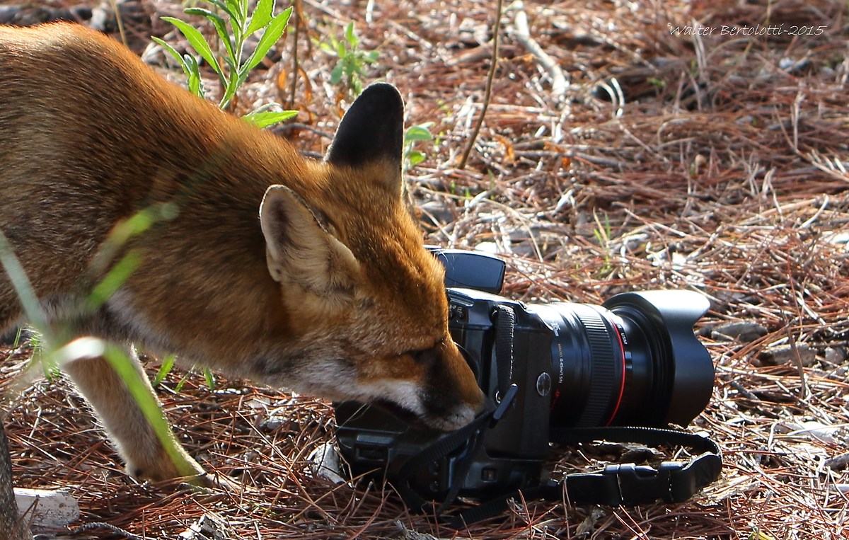 ..... Let's try it (the foxes prefer Canon)