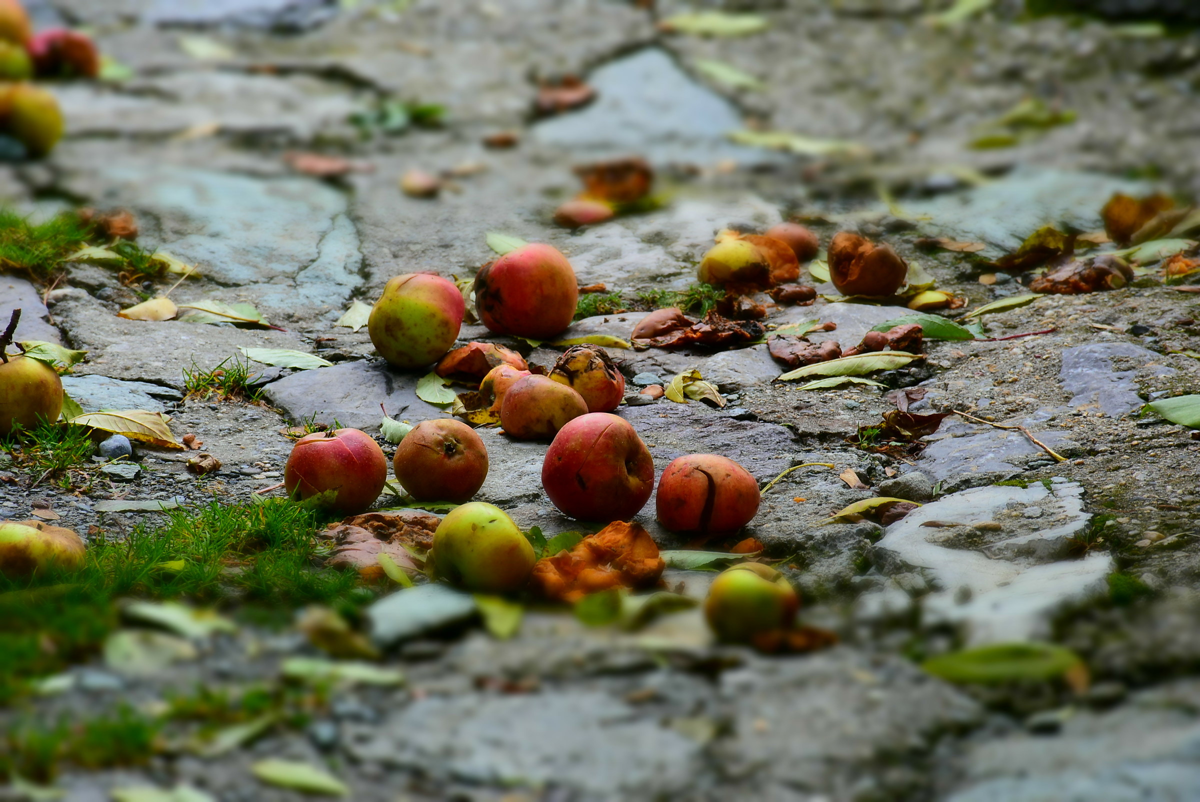 apples on the ground in autumn