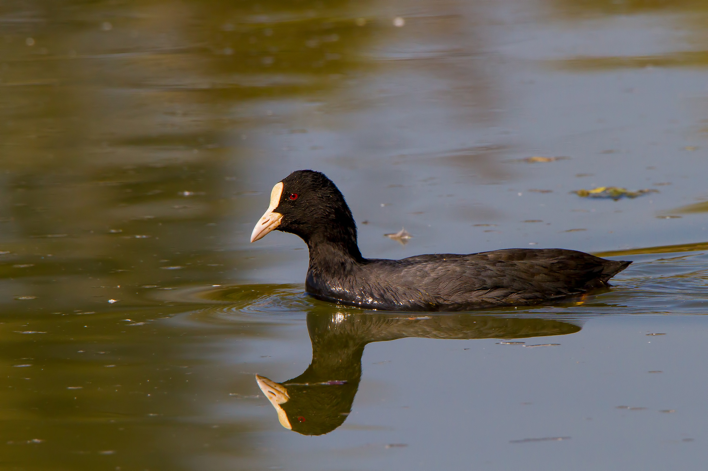 Coot.