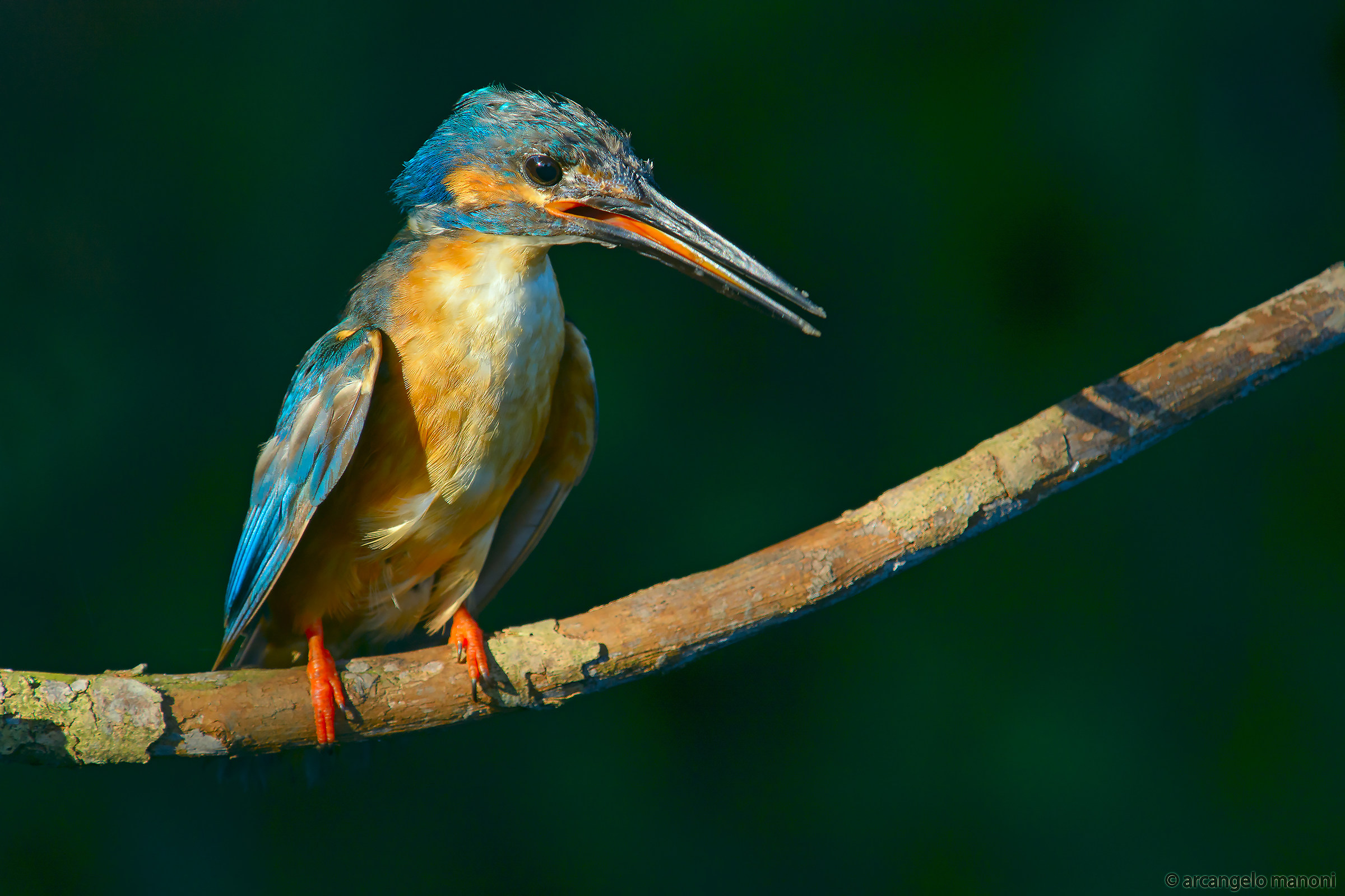 Quel brutto anatroccolo di martino