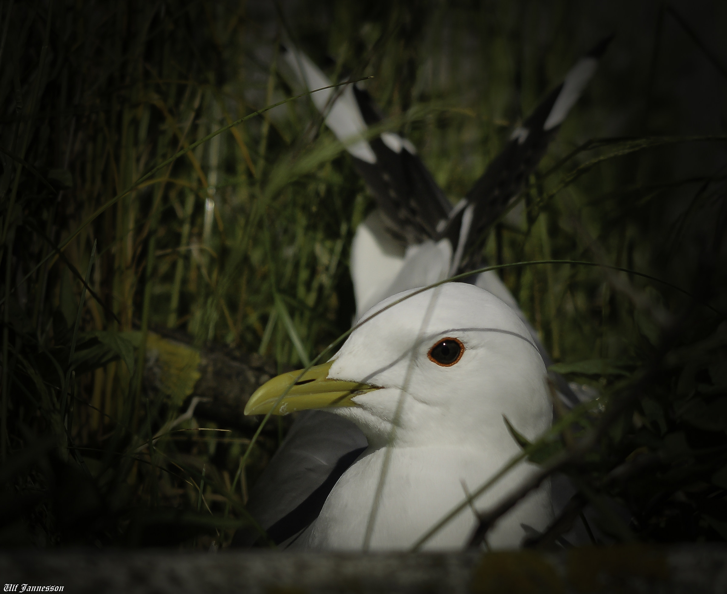 Gull sta riposando