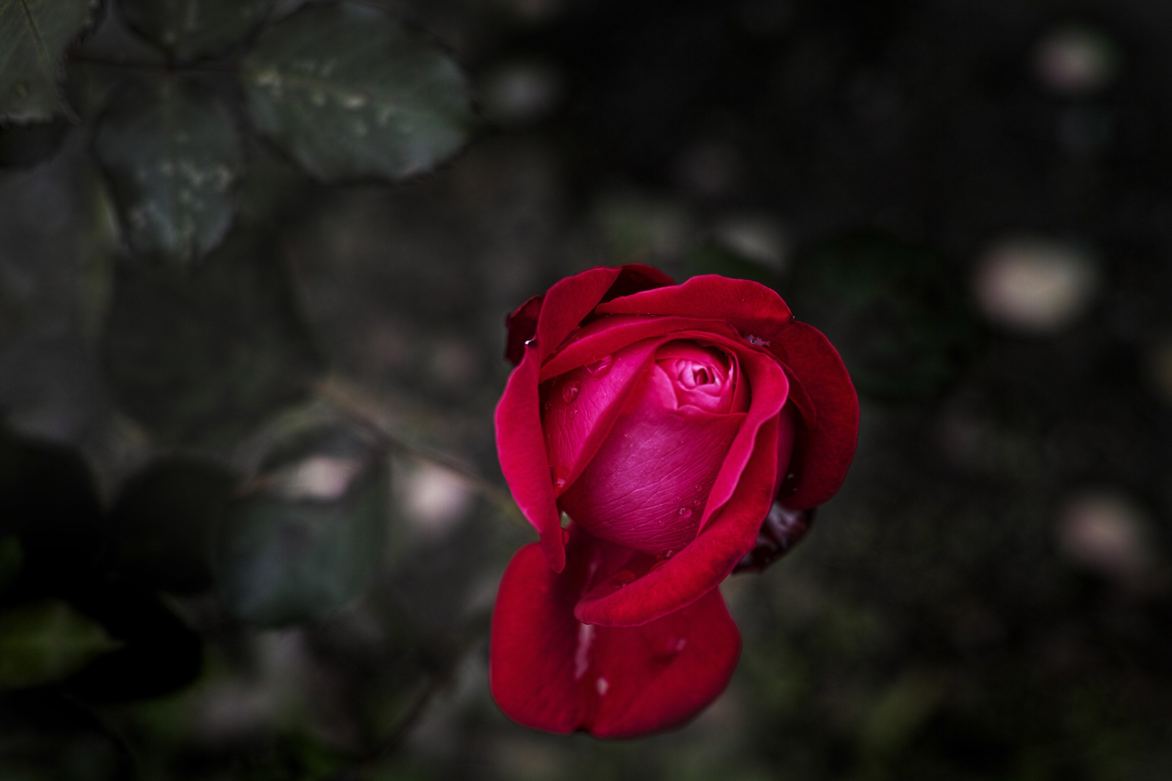 Red rose