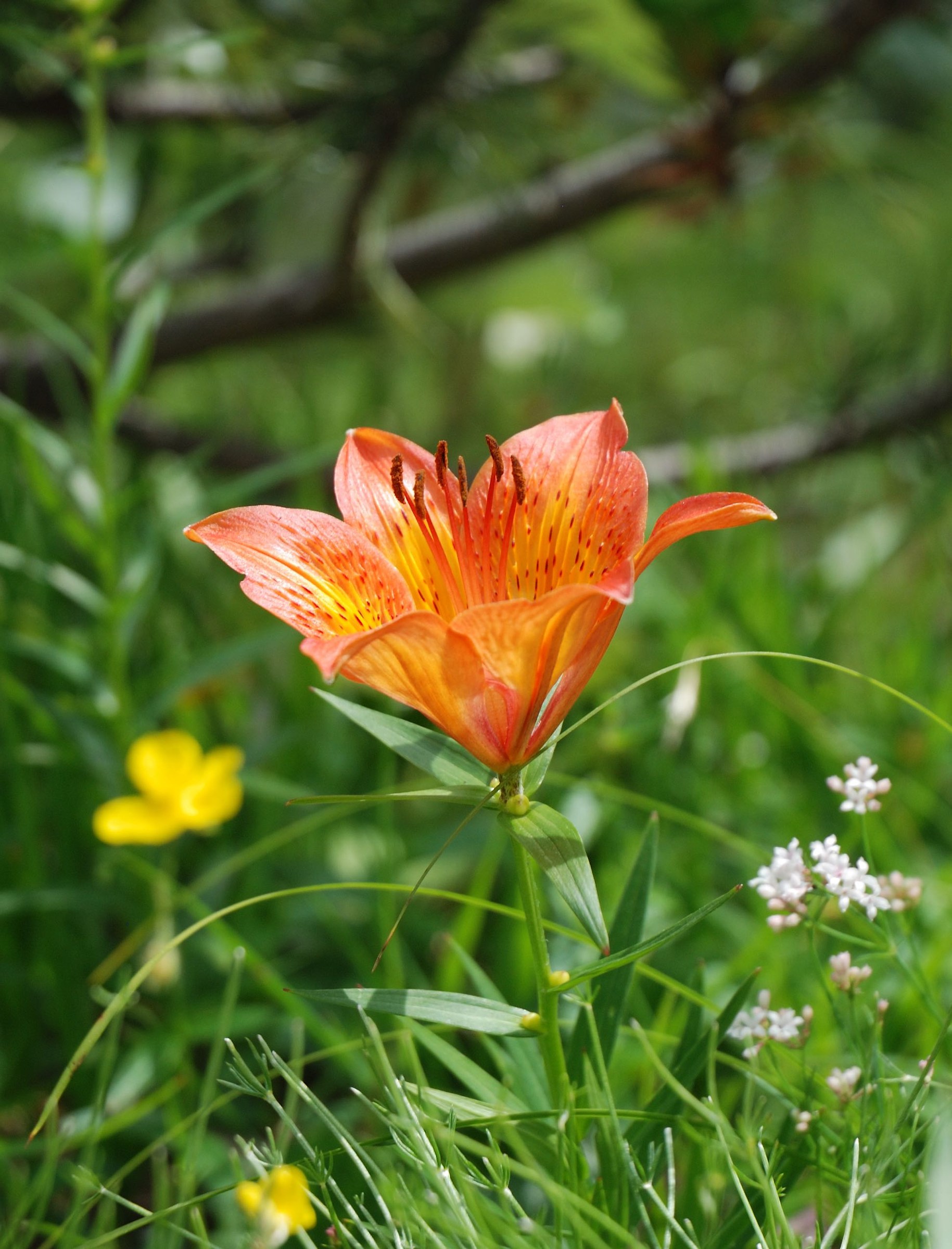 Alpine lily-lily Lilium St. John-bulbiferum