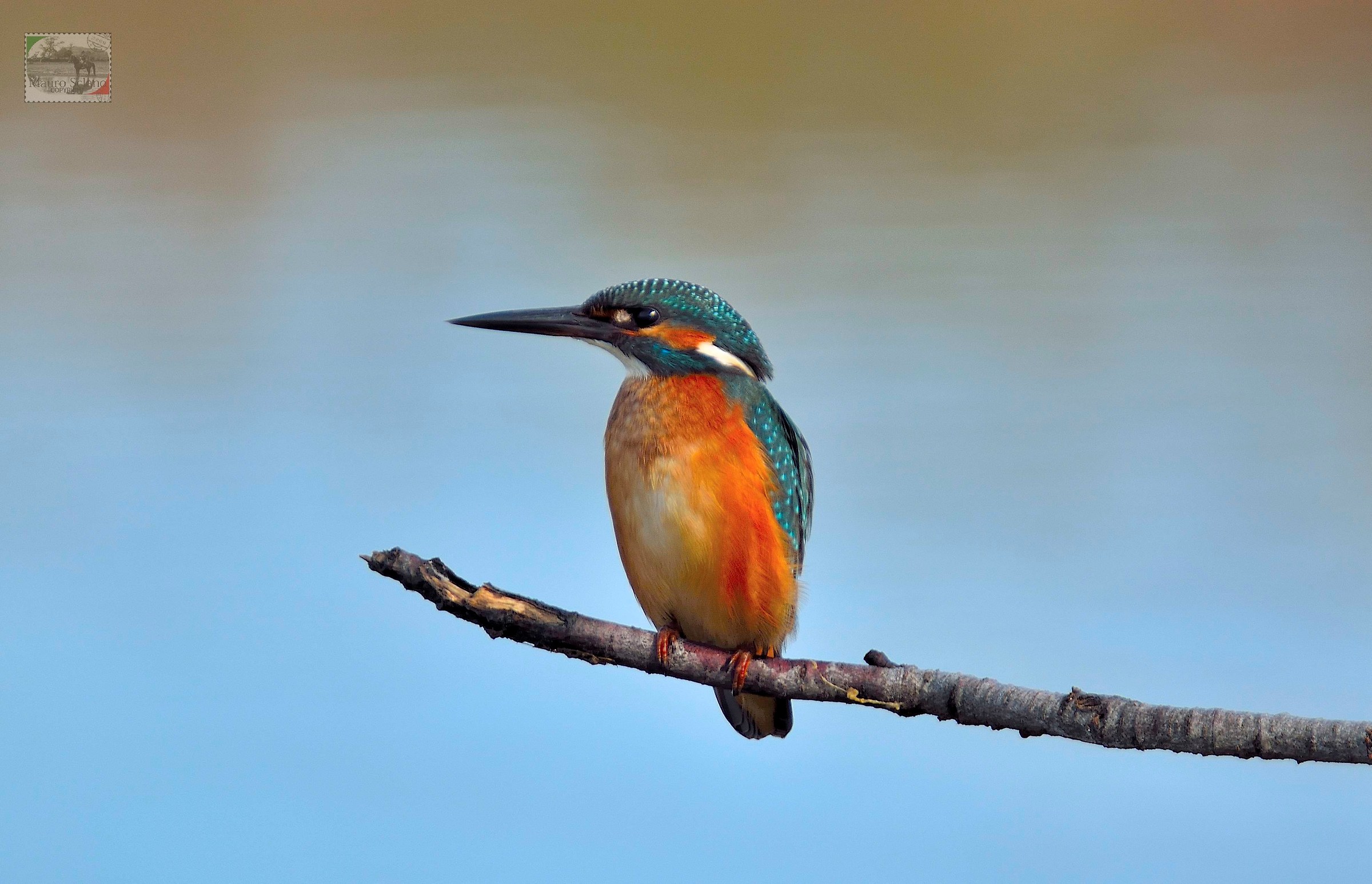Kingfisher