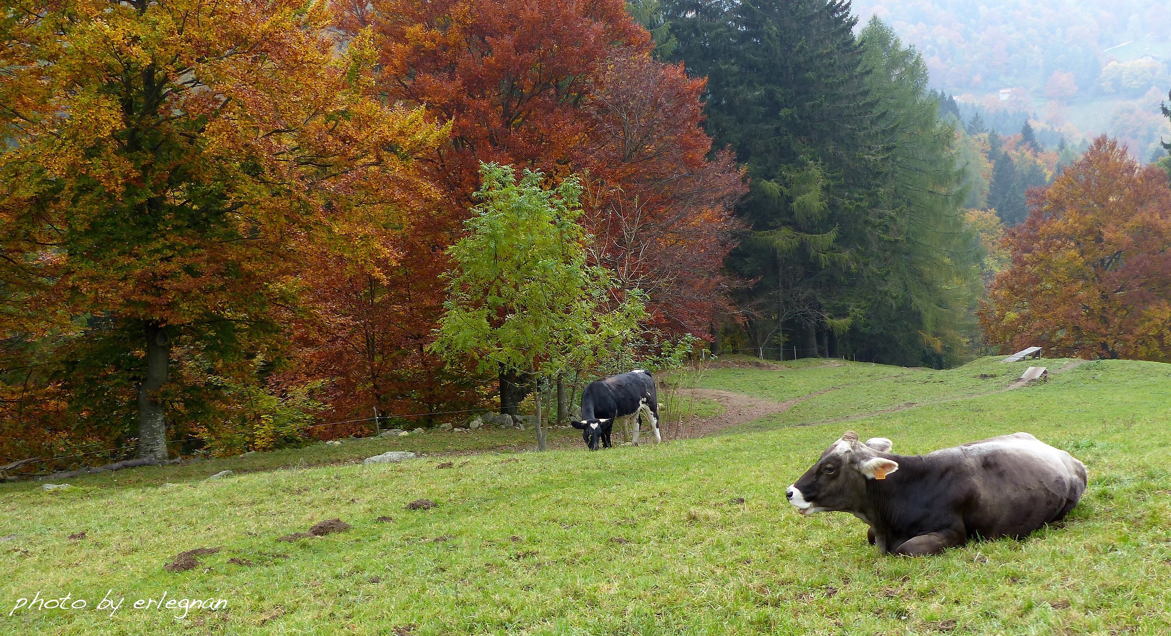 dedicated to glimpse Segantini