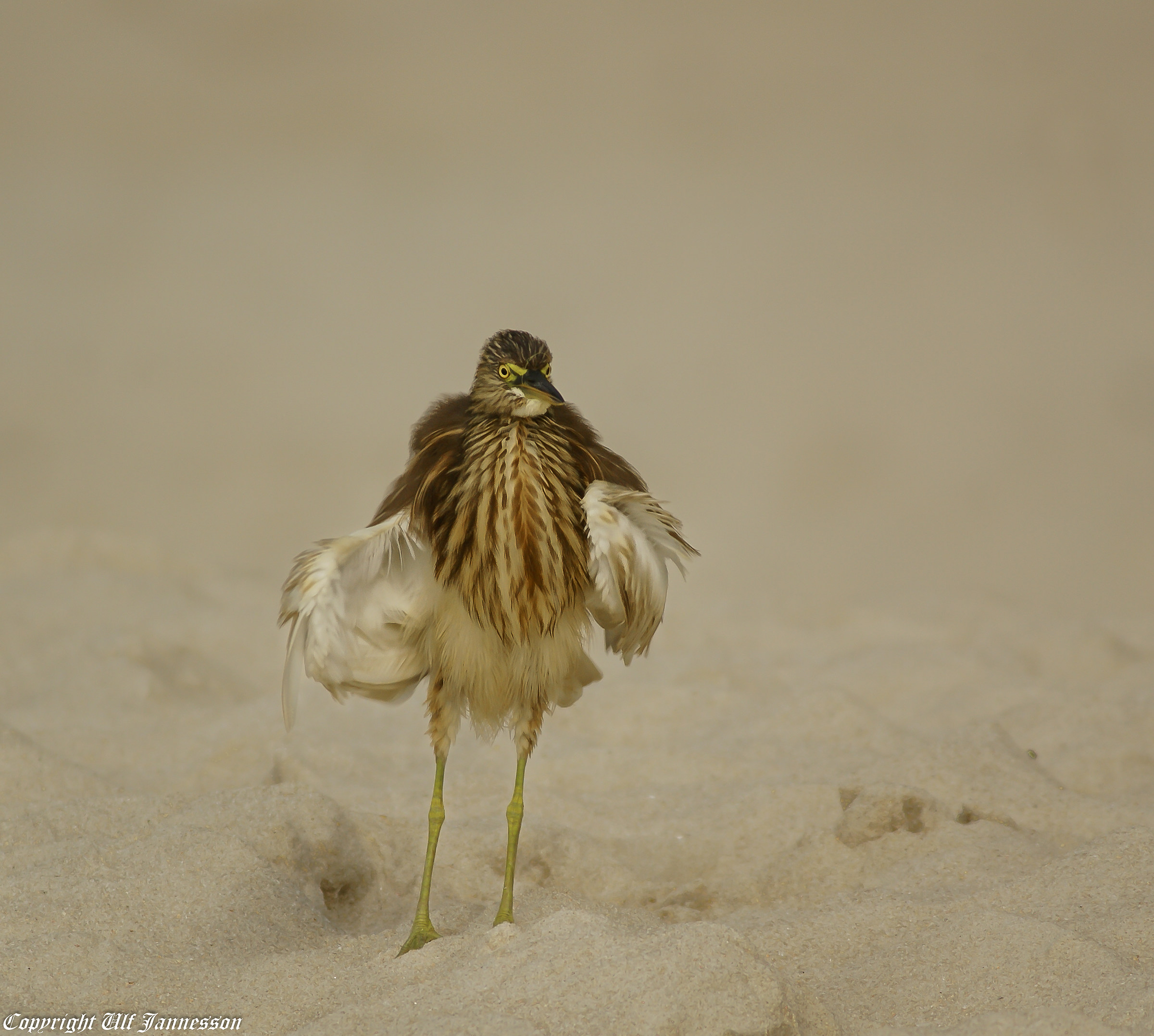 Squacco heron. Fashion Model on the beach