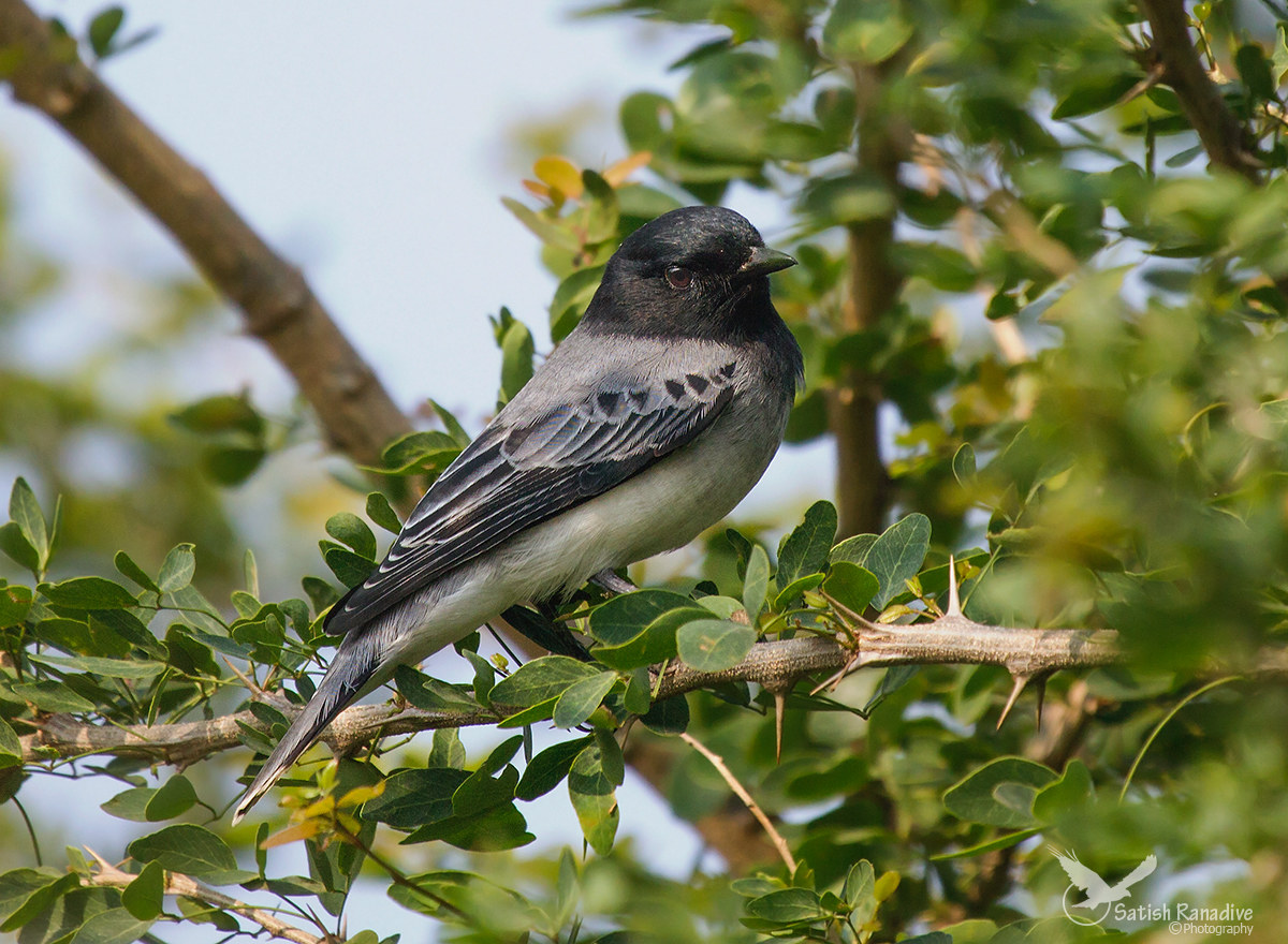 Black-headed Cuckooshrike, male.