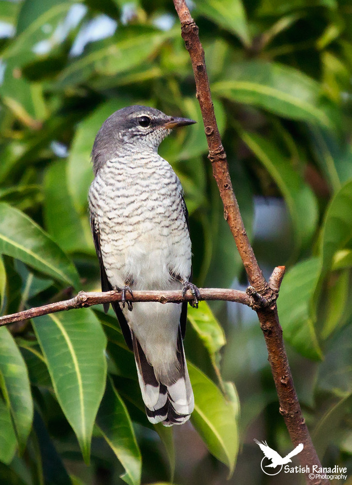 Black-headed Cuckooshrike, female.