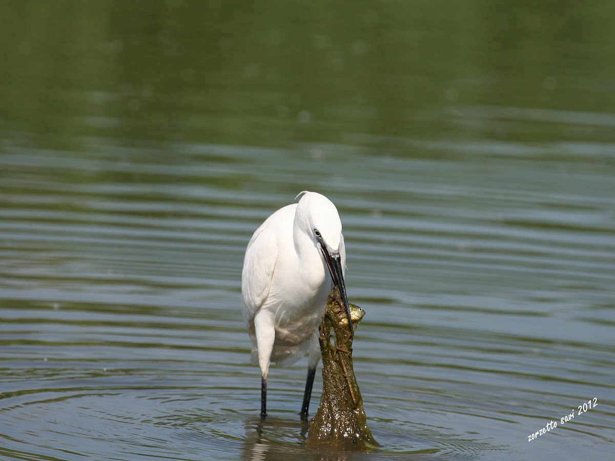 mi si e impigliato il pranzo