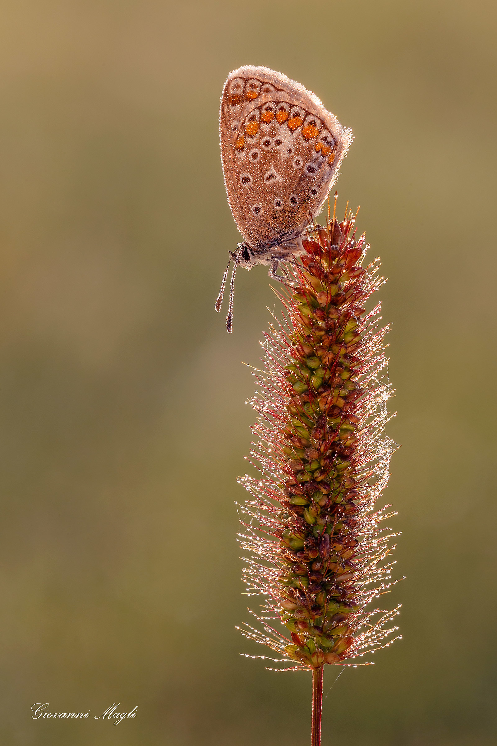 Polyommatus icarus