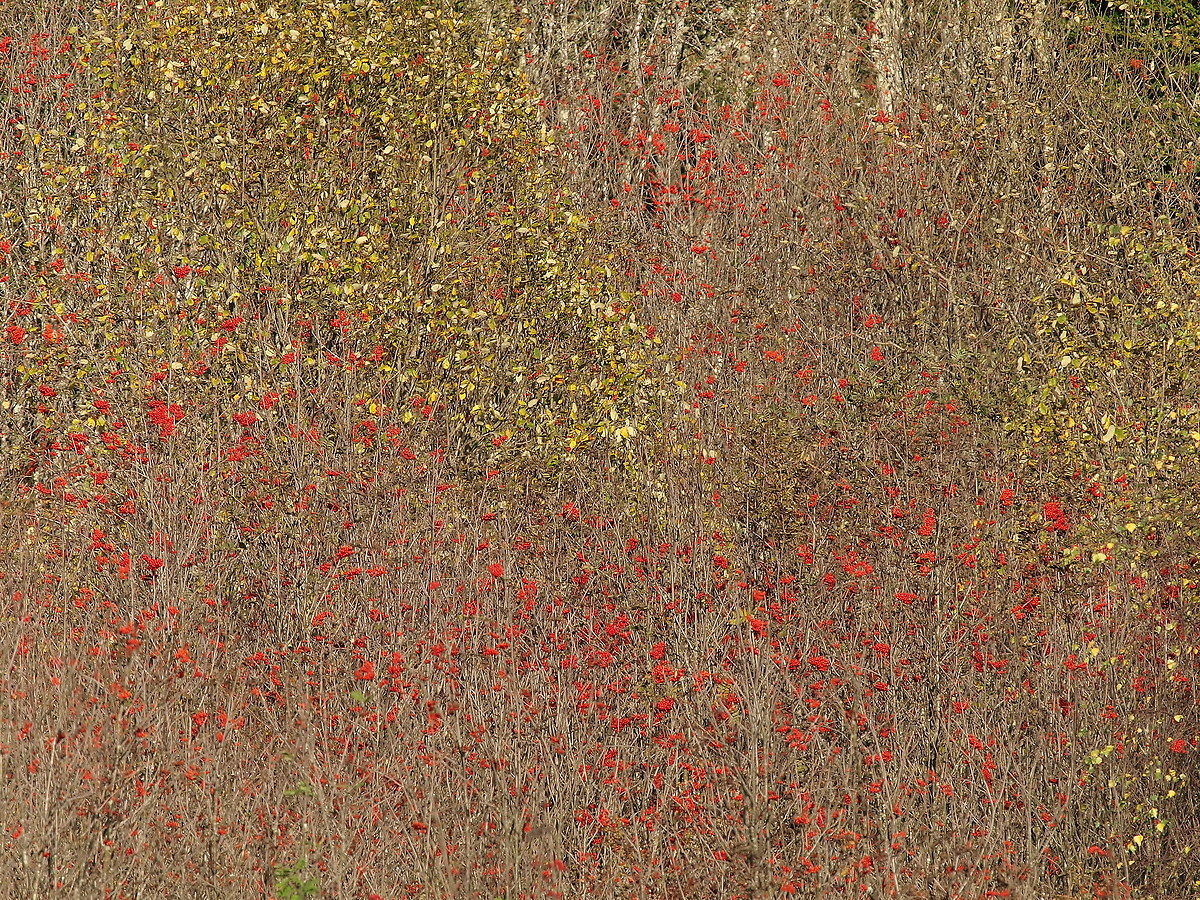 Astrazioni d'autunno