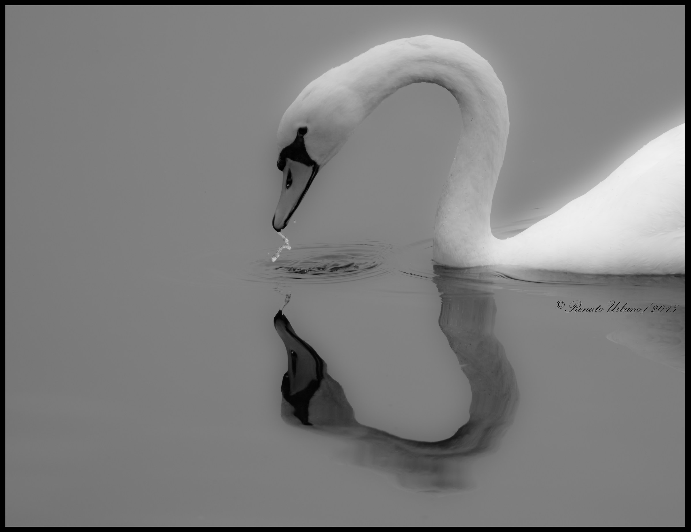 The elegance of the swan