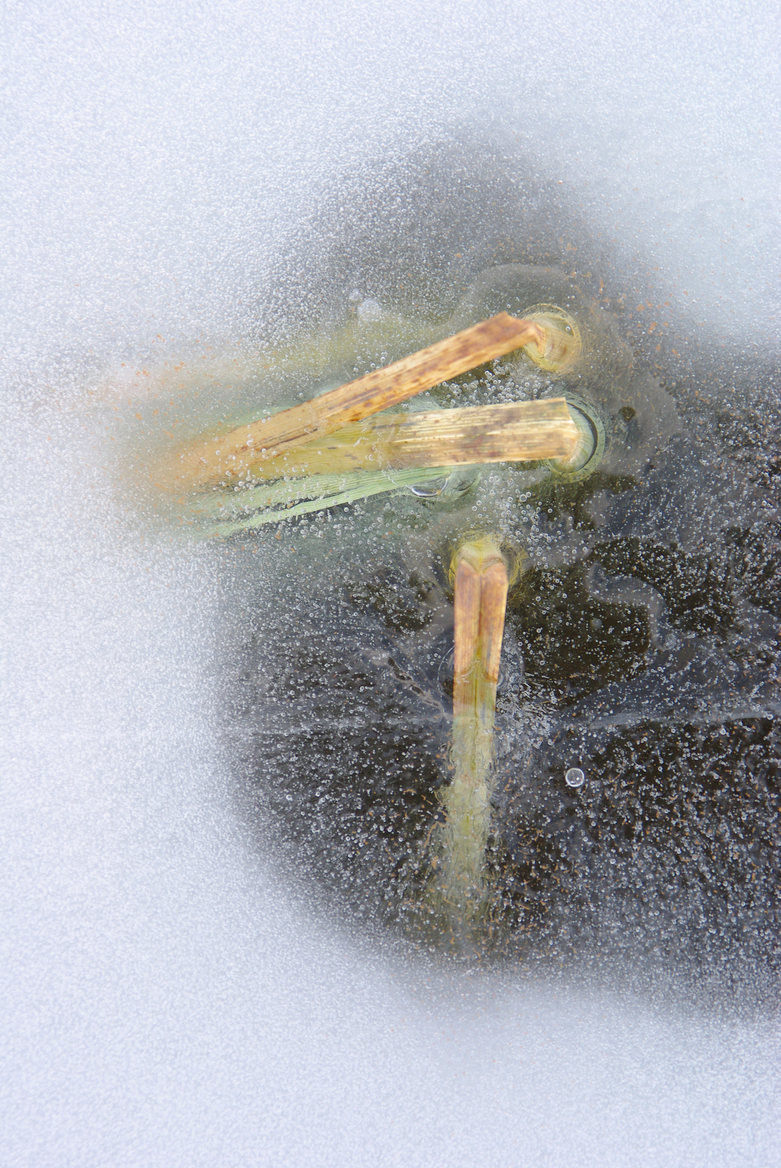 fili d'erba nel ghiaccio